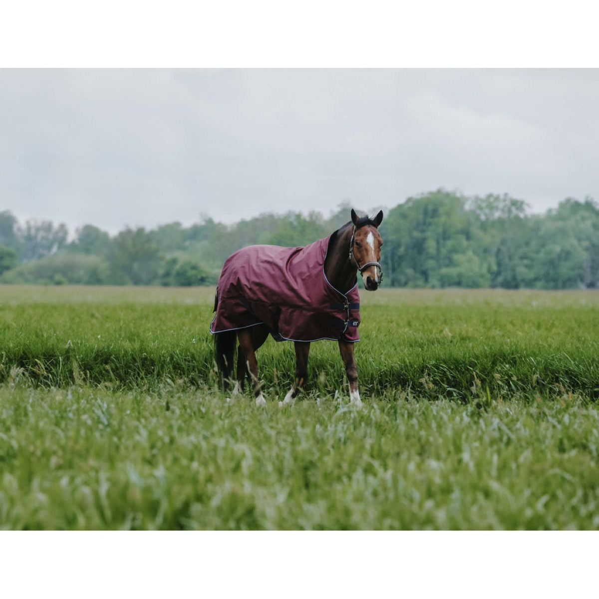 EQUITHÈME Outdoor Rug Tyrex 1200D 300g High Neck Burgundy