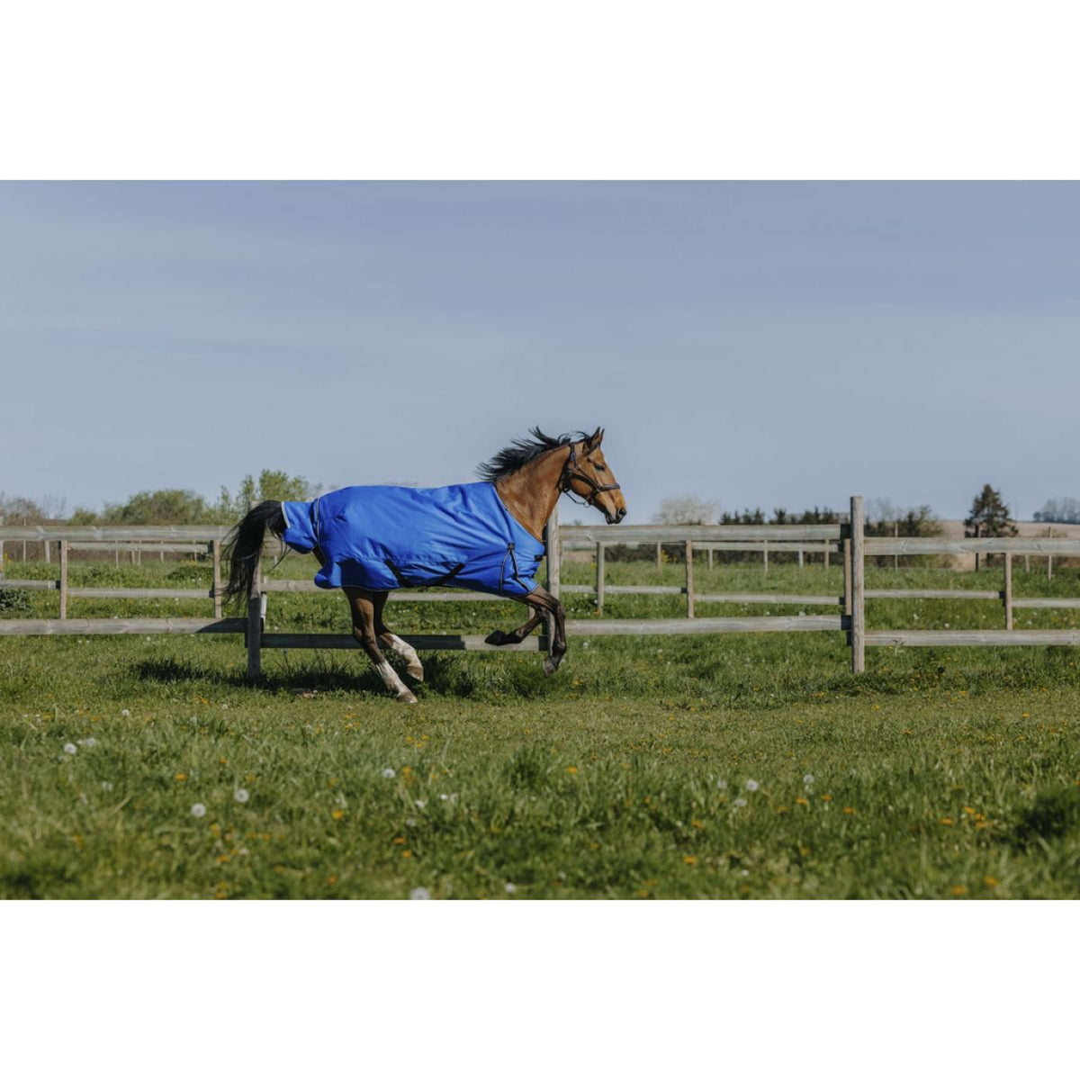 EQUITHÈME Outdoor Rug Tyrex 1200D 50g Aisance Standard Royal Blue