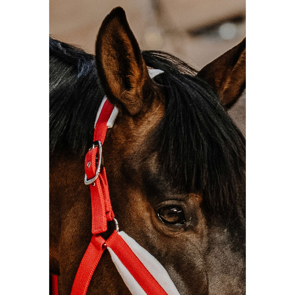 EQUITHÈME Halter Set Christmas Red