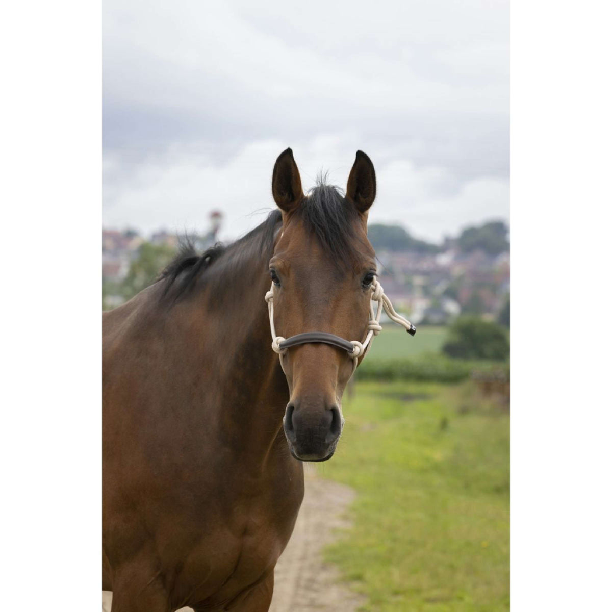 Norton Rope Halter Synthétique Beige