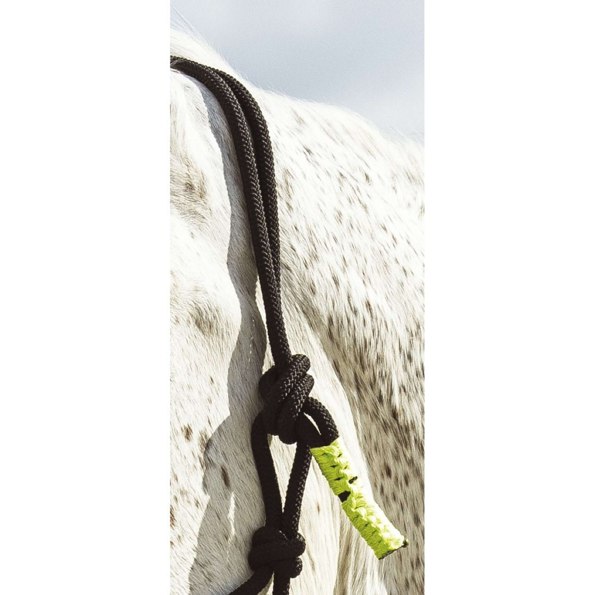 Norton Halter and Leadrope Fun Colour Ethologically Black/Neon Green