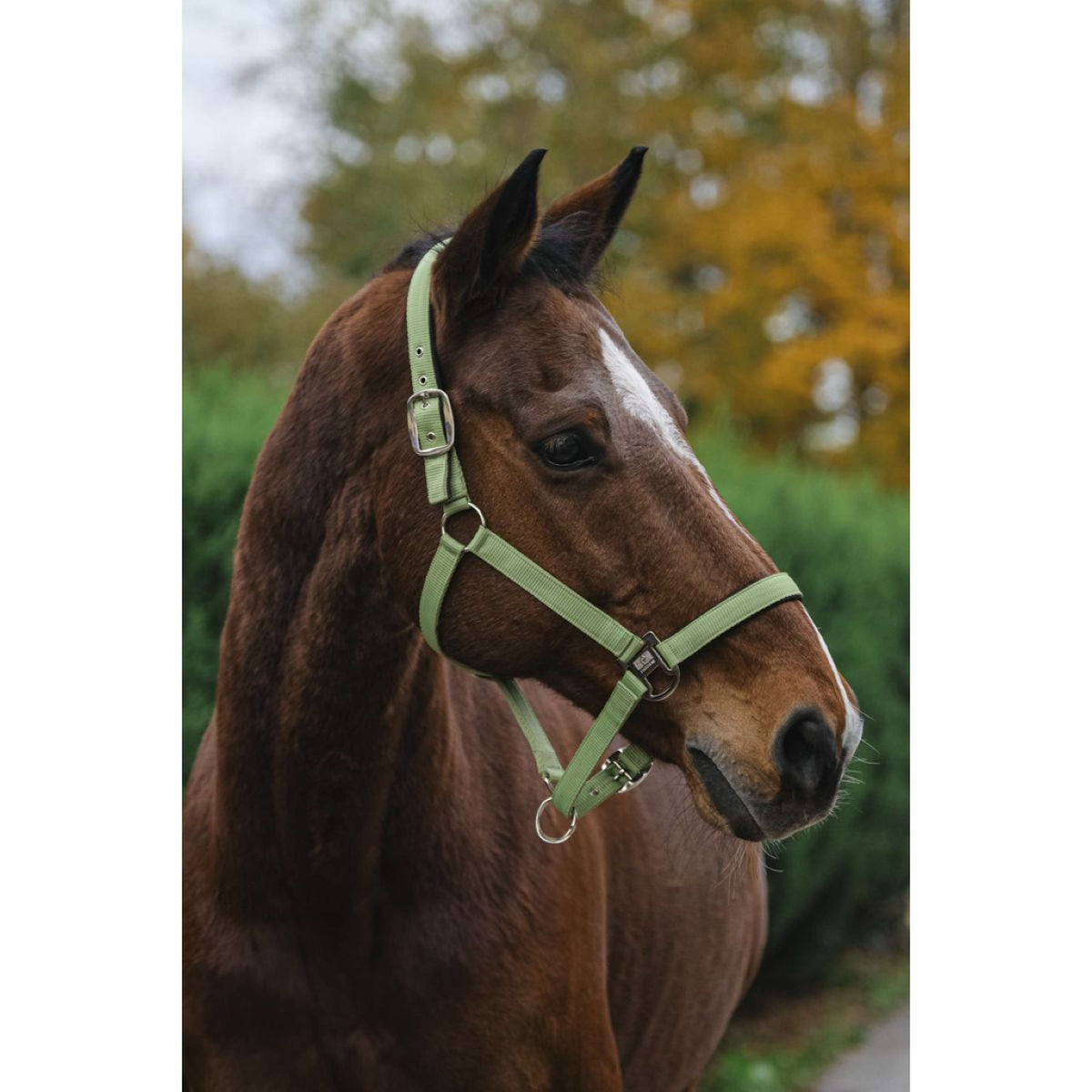 EQUITHÈME Halter Spring Nylon Lightgreen