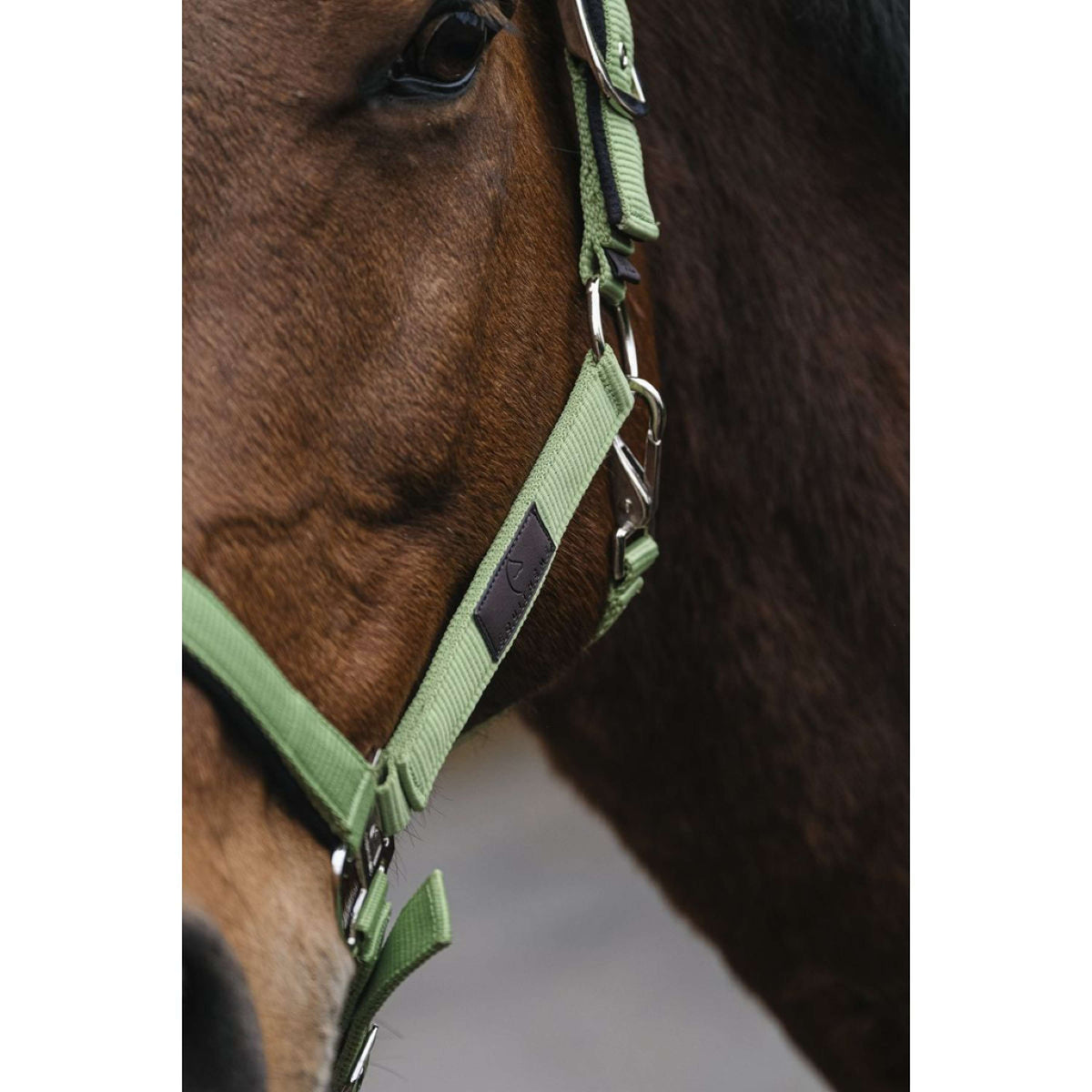 EQUITHÈME Halter Spring Nylon Lightgreen