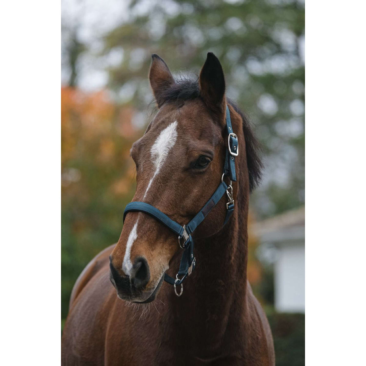 EQUITHÈME Halter Spring Nylon Dark Green