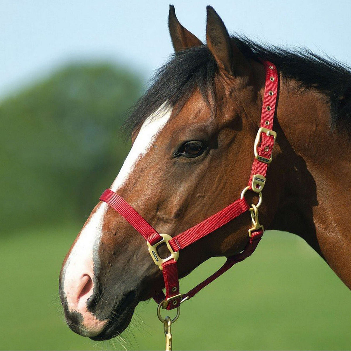 EQUITHÈME Halter Nylon Red