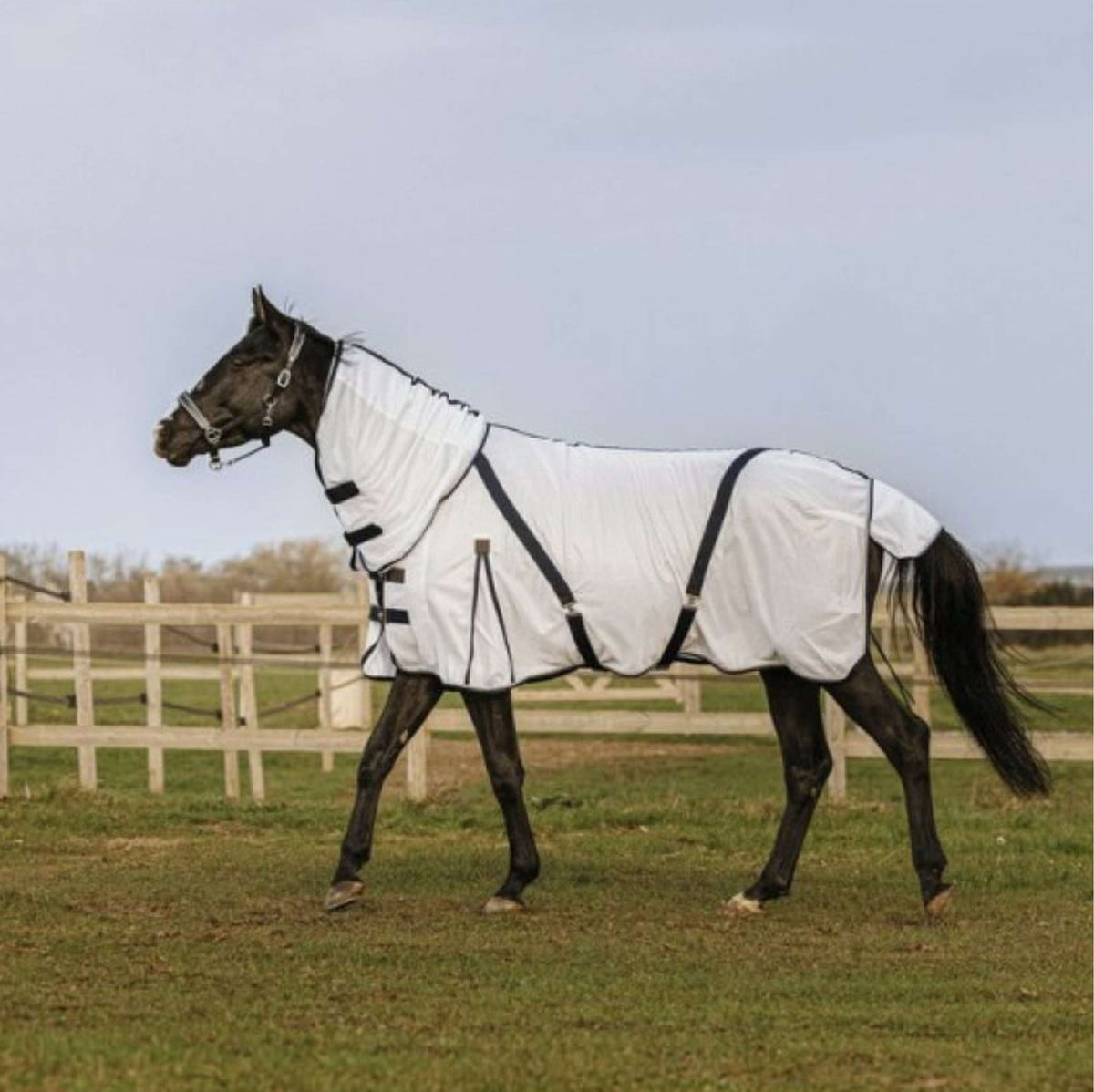 EQUITHÈME Fly Rug Mesh Summer White