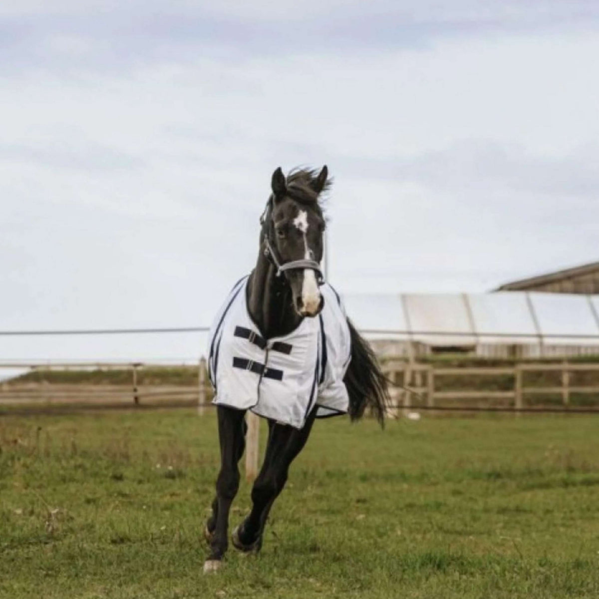 EQUITHÈME Fly Rug Mesh White