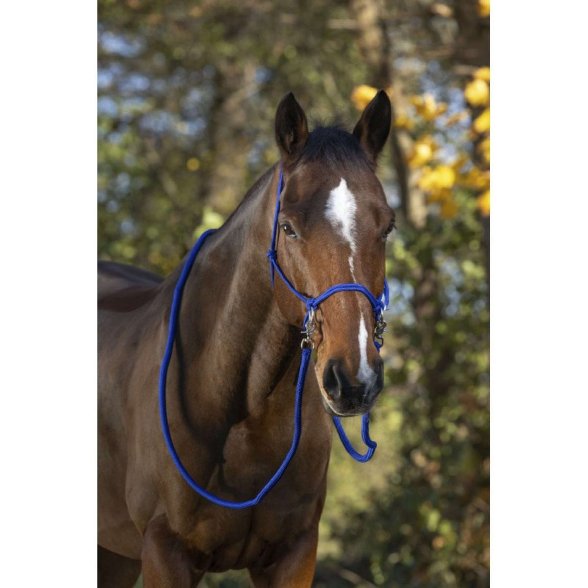 Norton Riding Halter with Reins Royal Blue