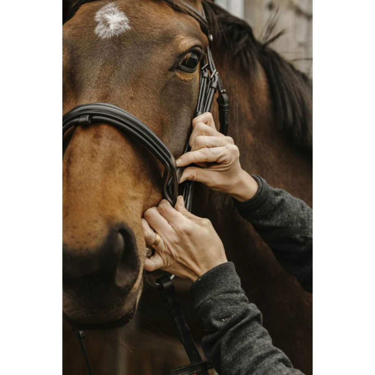 Norton Bridle Apophyse Black