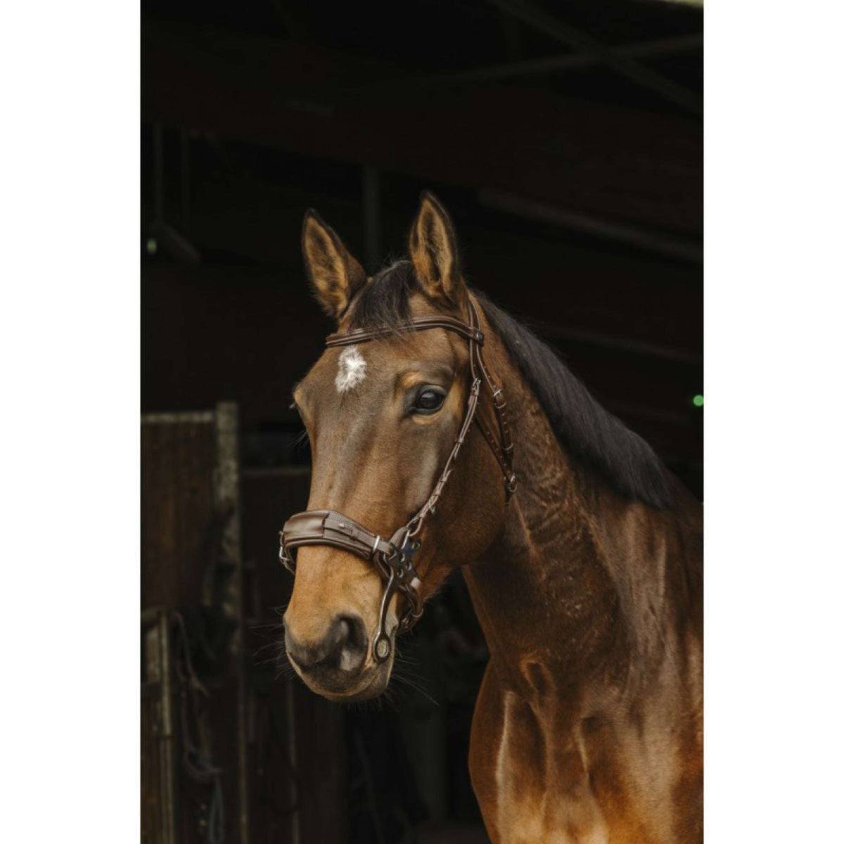 Norton Hackamore Bridle Havana