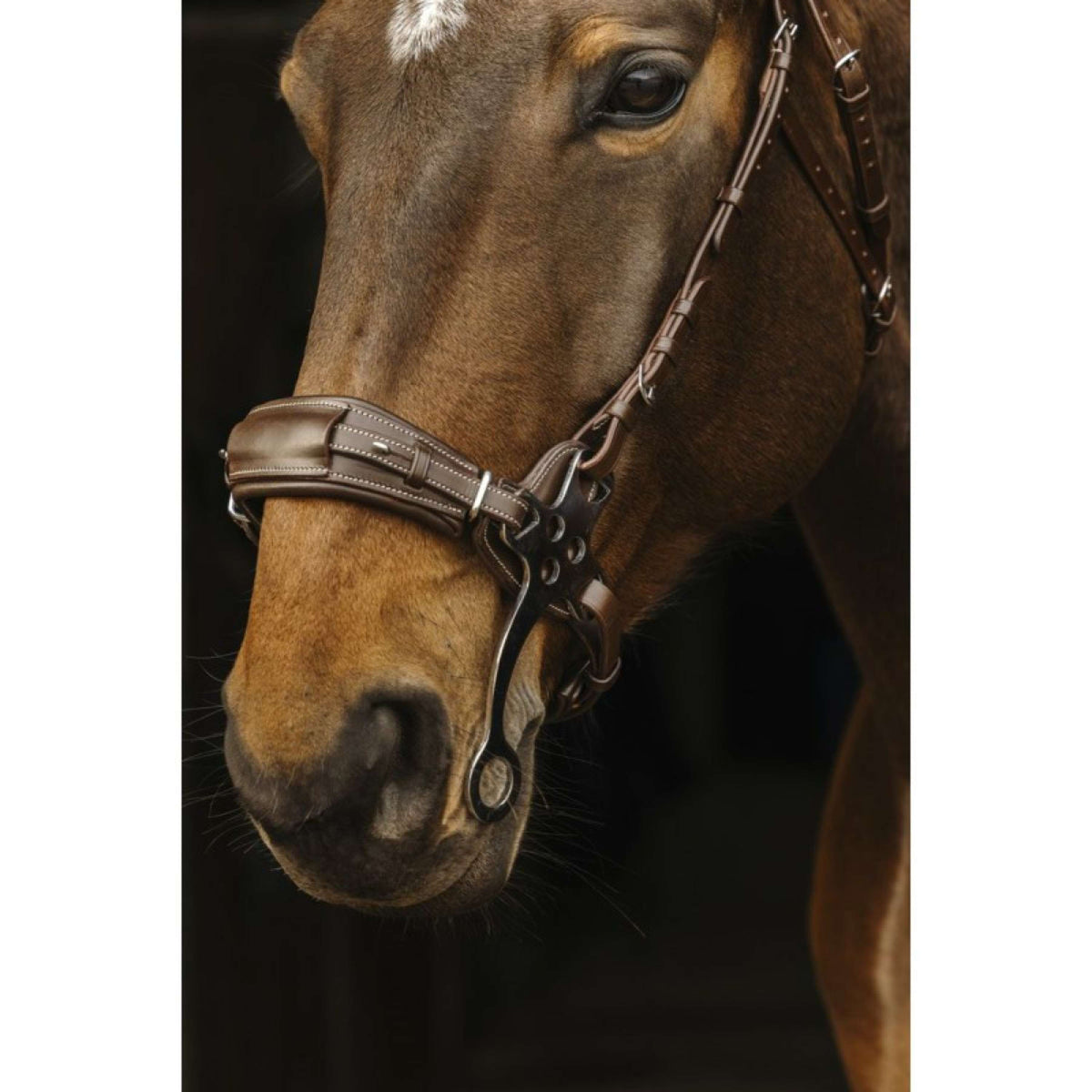 Norton Hackamore Bridle Havana