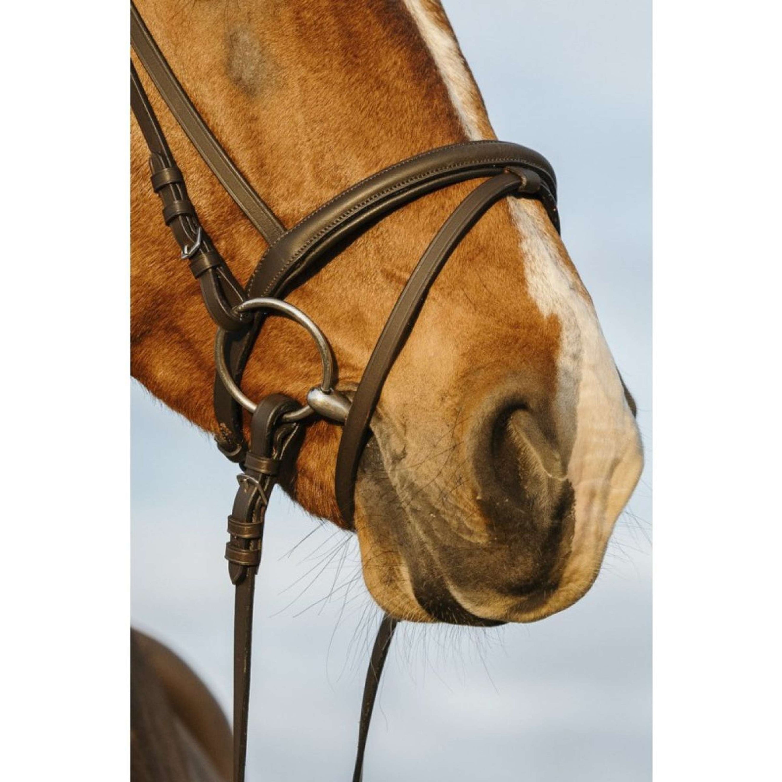 Riding World Bridle with Combined Noseband Havana