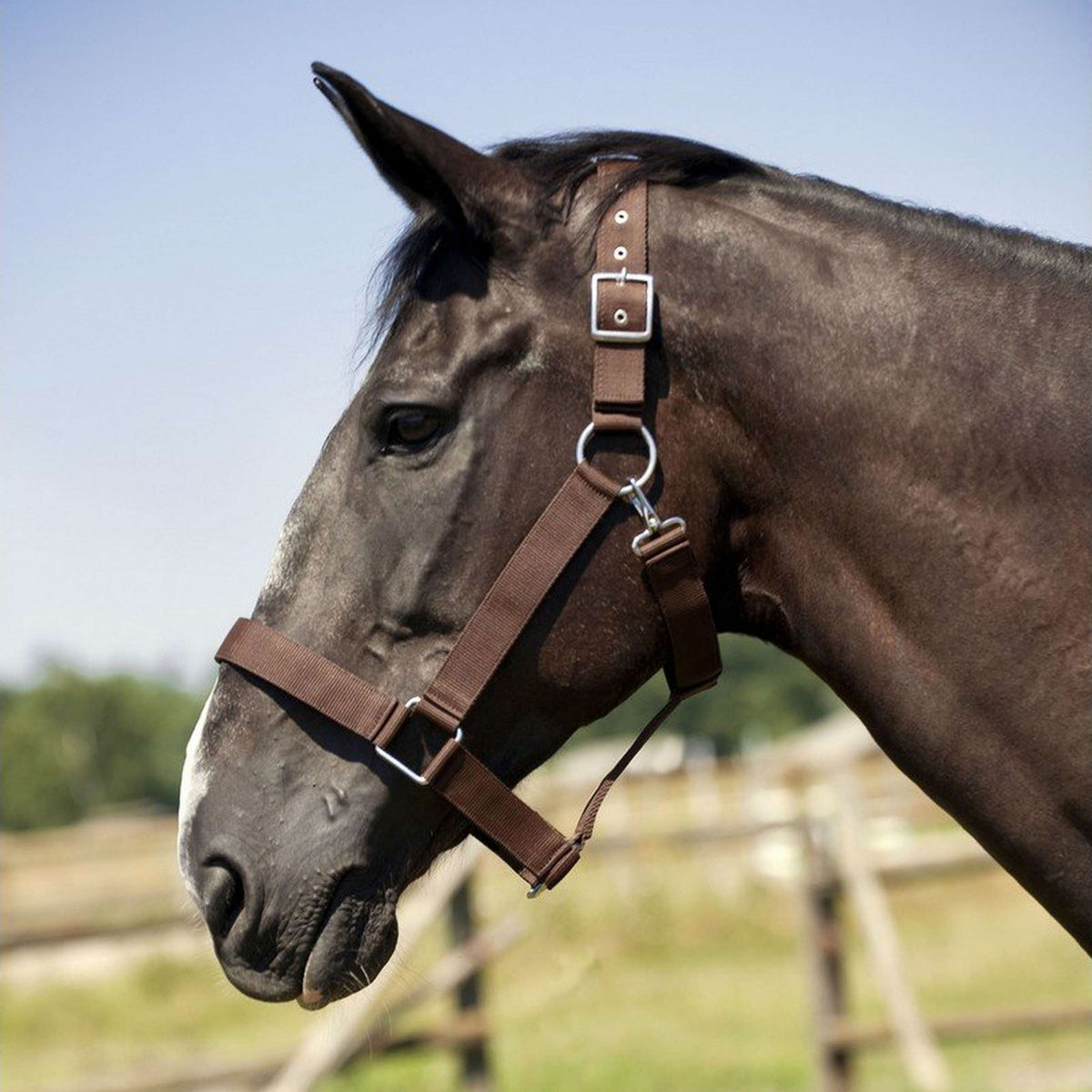 Norton Halter for Draft Horse Black