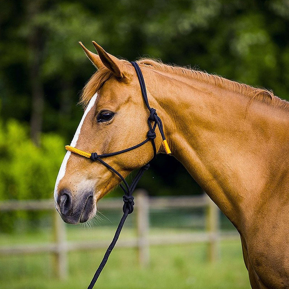 Norton Halter and Leadrope Fun Colour Ethologically Black/Neon Orange