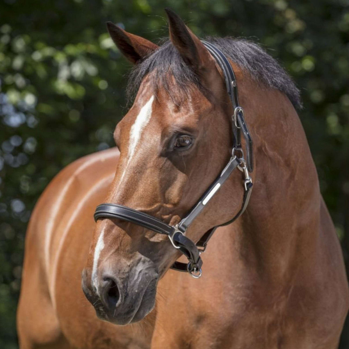 Norton Halter Grooming Leather Black