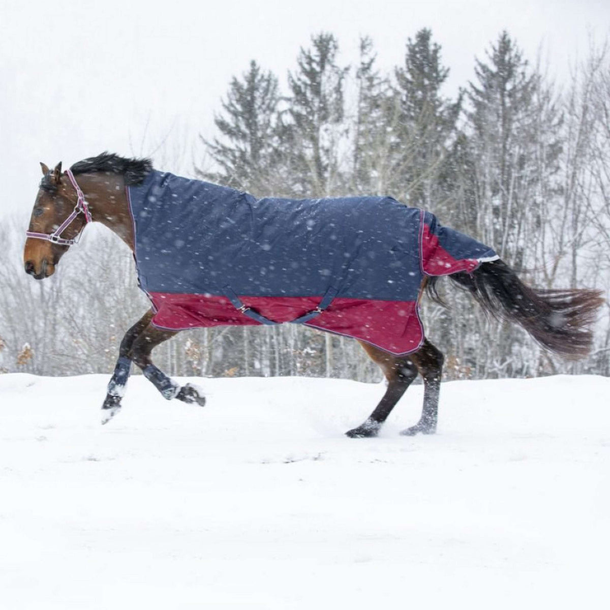 EQUITHÈME Outdoor Rug Tyrex 1200D 300g with Half Neck Navy/Bordeaux