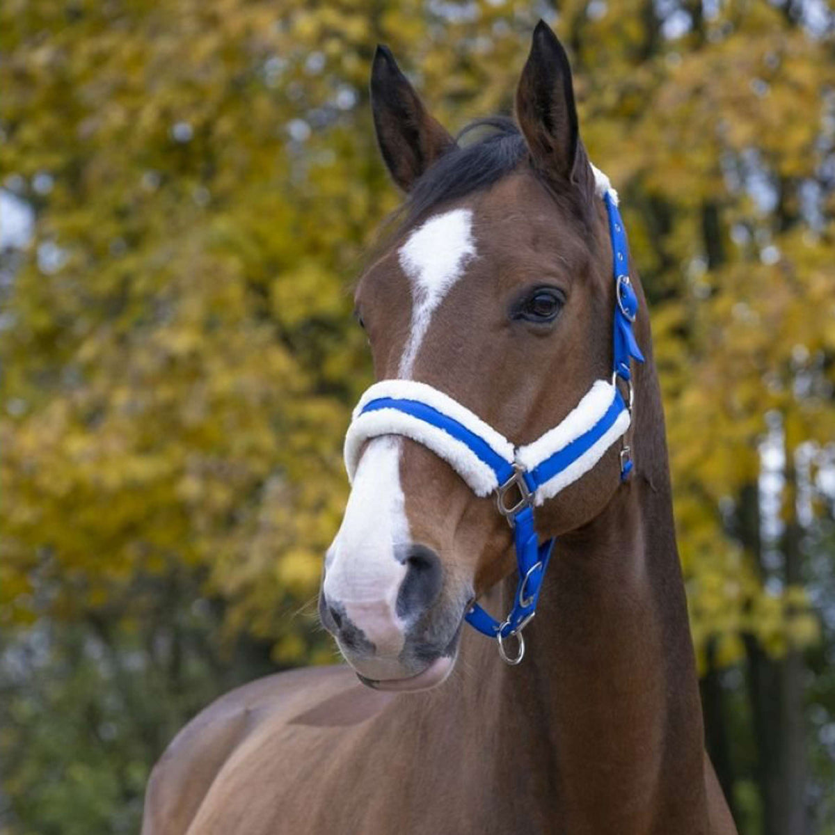 Norton Halter Confort Bright Blue