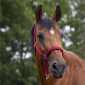 Norton Halter Lined with Neoprene Red