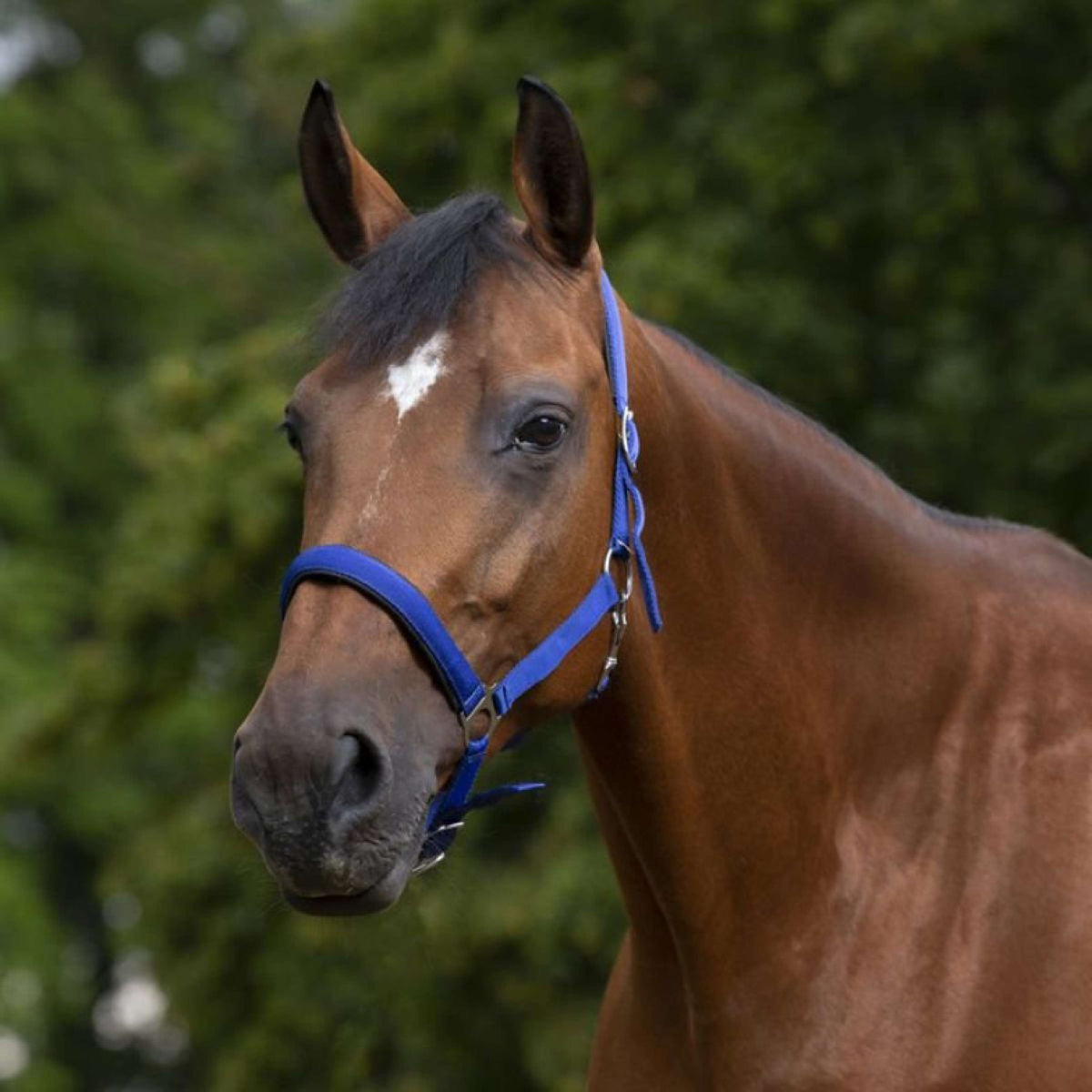 Norton Halter Lined with Neoprene Royal Blue