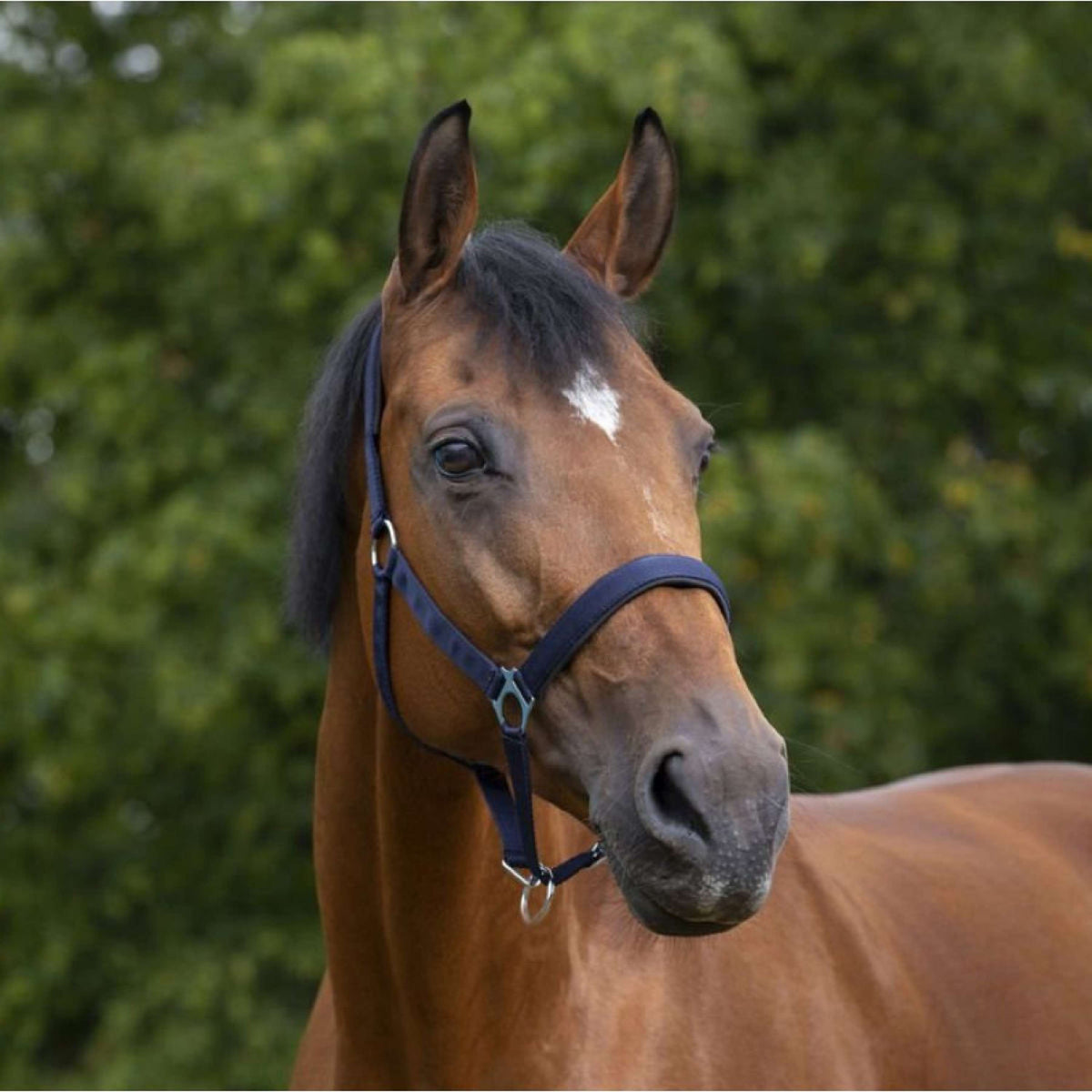 Norton Halter Lined with Neoprene Navy