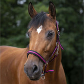 Norton Halter Lined with Neoprene Black/Raspberry