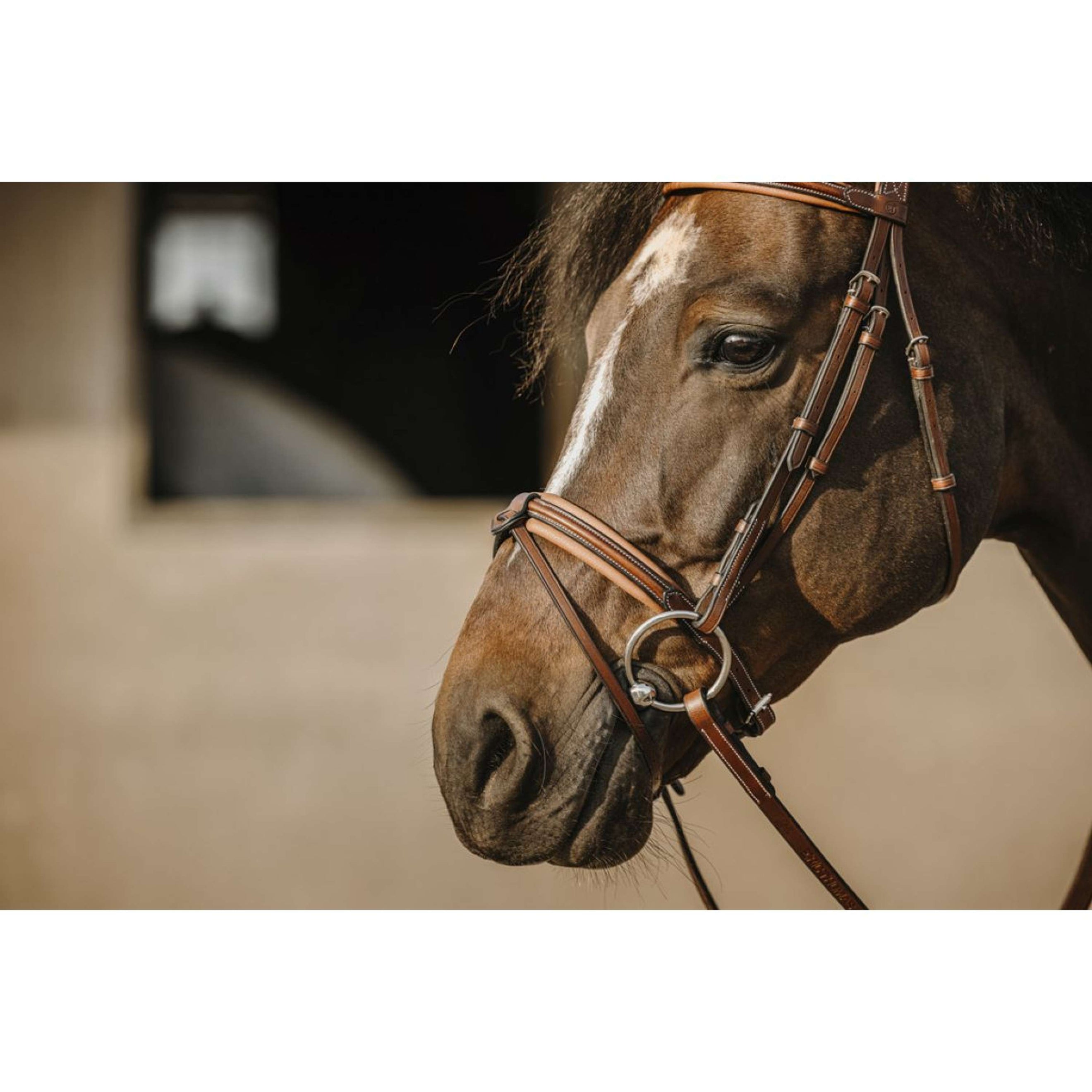 Eric Thomas Bridle Work Havana