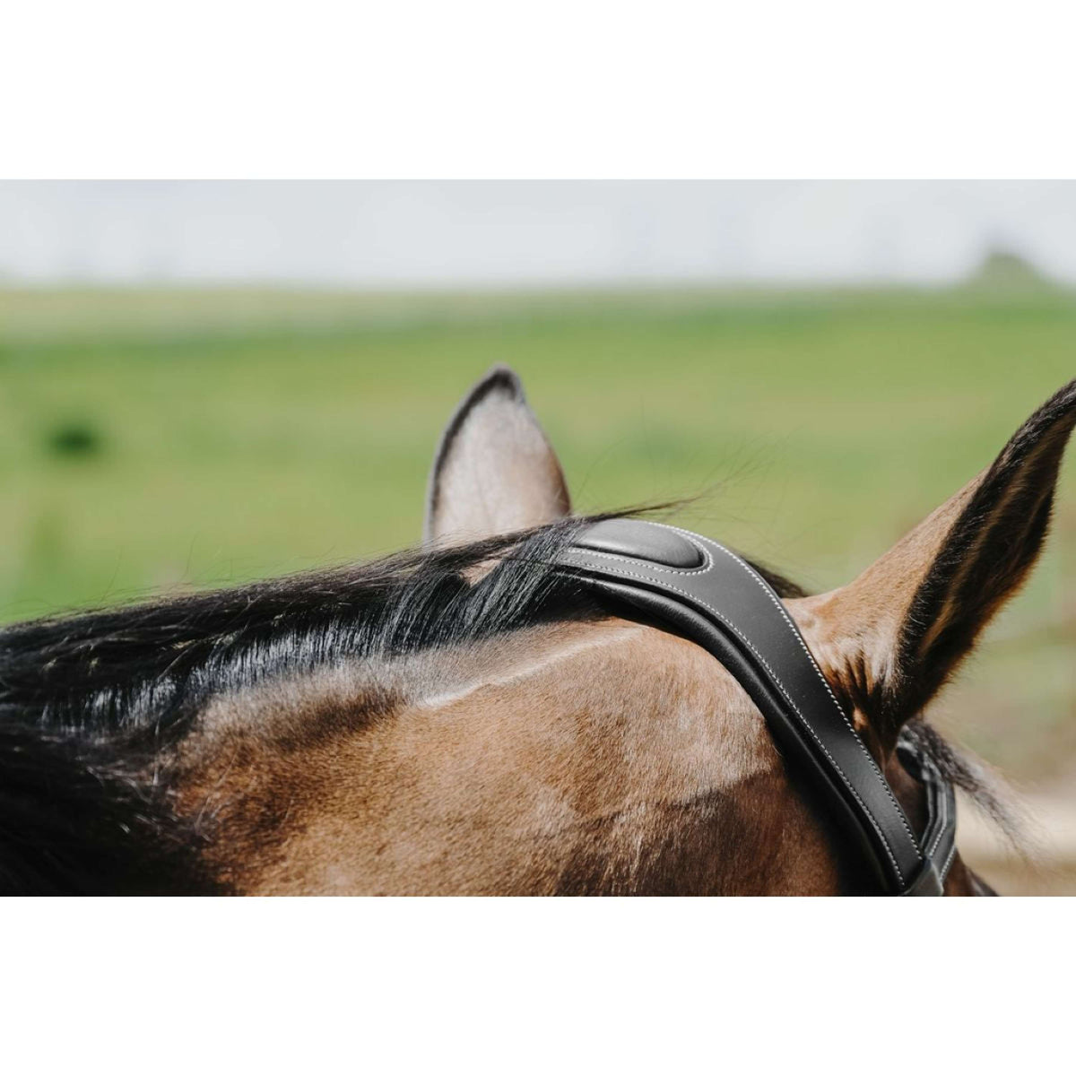 Norton Bridle Freedom Black