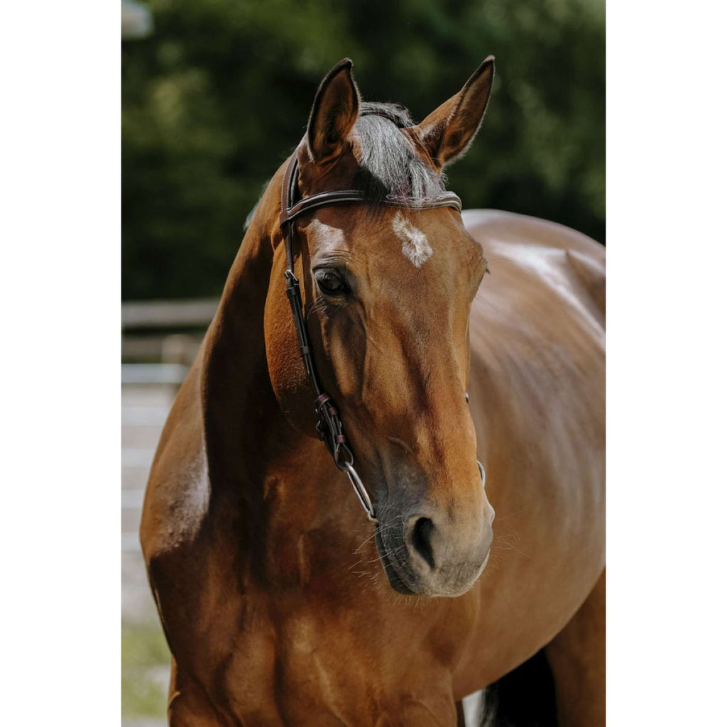 Norton Bridle Freedom Havana