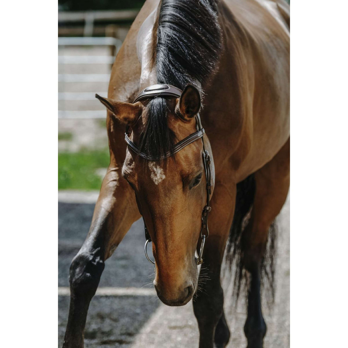 Norton Bridle Freedom Havana