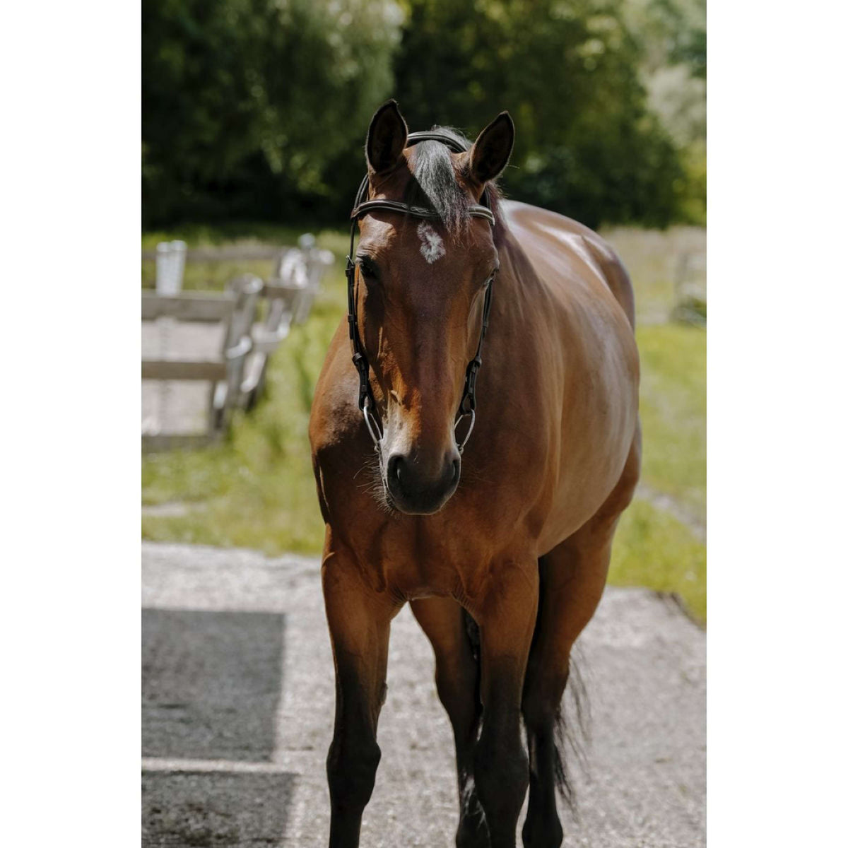 Norton Bridle Freedom Havana