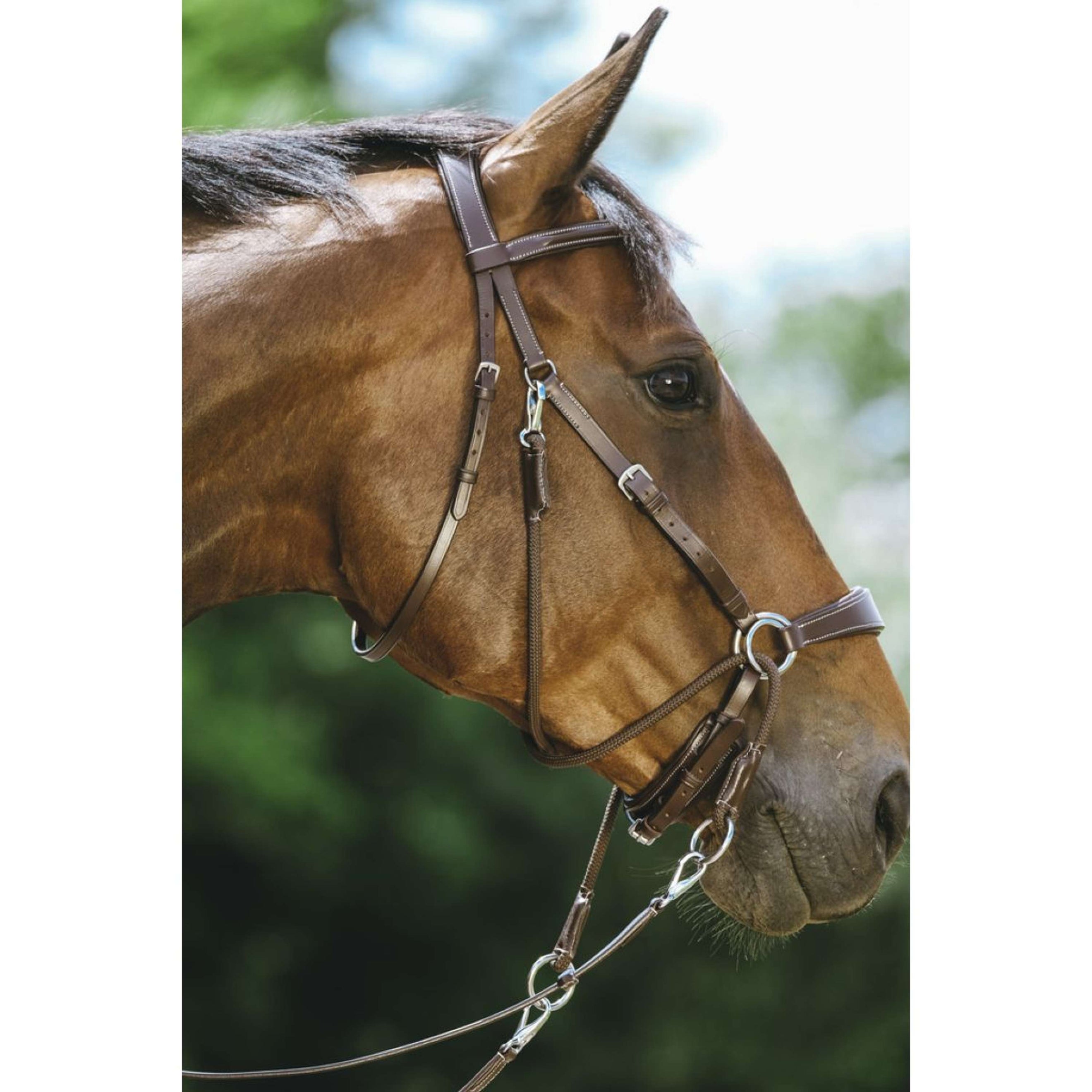 Norton Bitless Bridle Havana