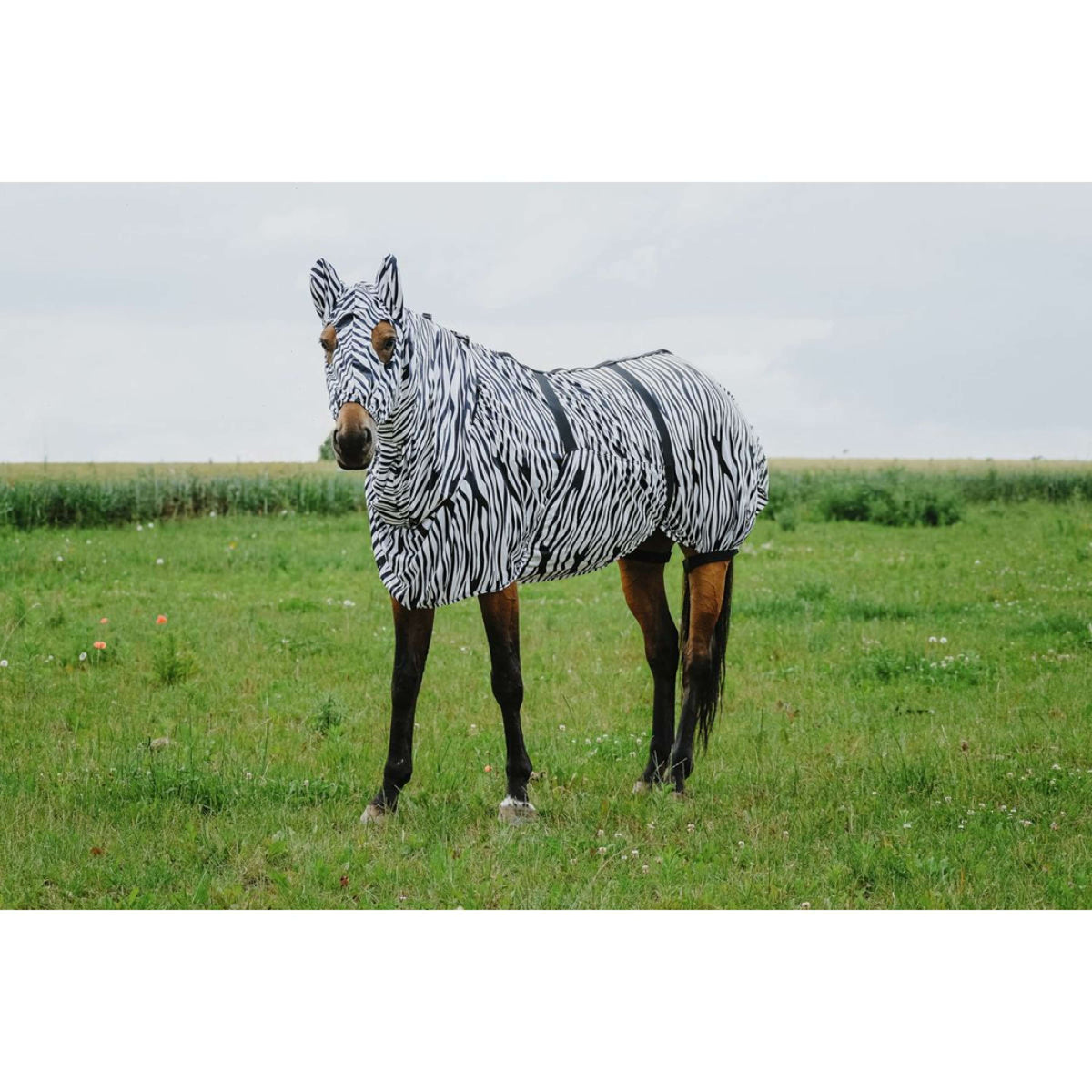 Riding World Eczema Mask Zebra