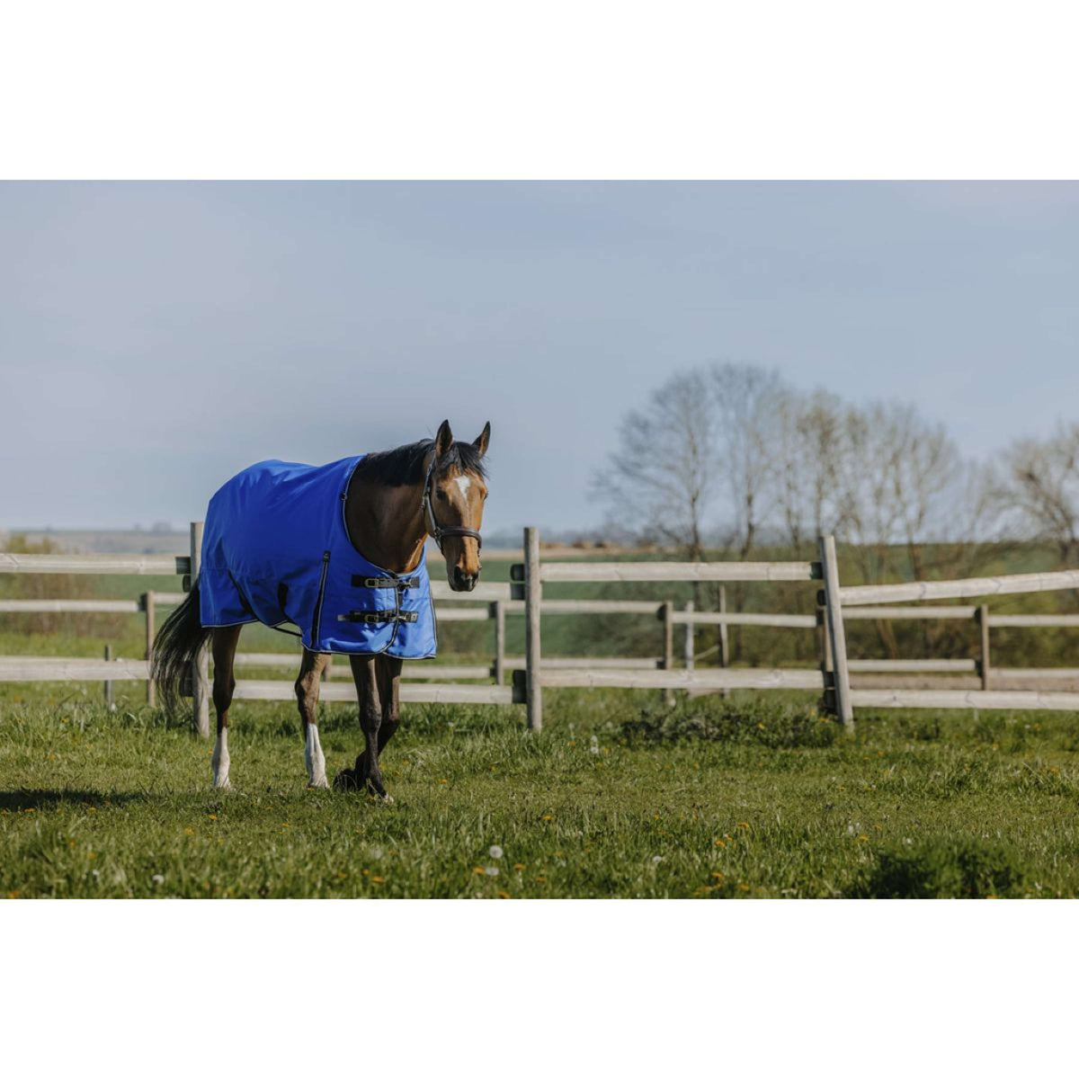 EQUITHÈME Outdoor Rug Tyrex 1200D 300g Aisance Standard Royal Blue