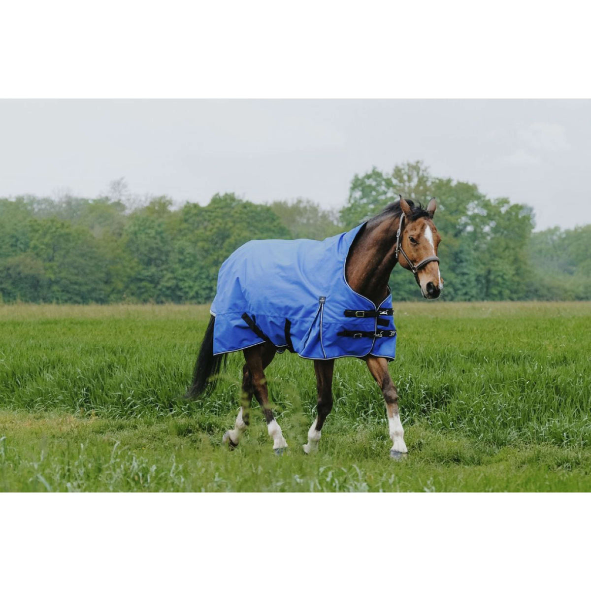 EQUITHÈME Outdoor Rug Tyrex 1200D 150g Aisance High Neck Royal Blue