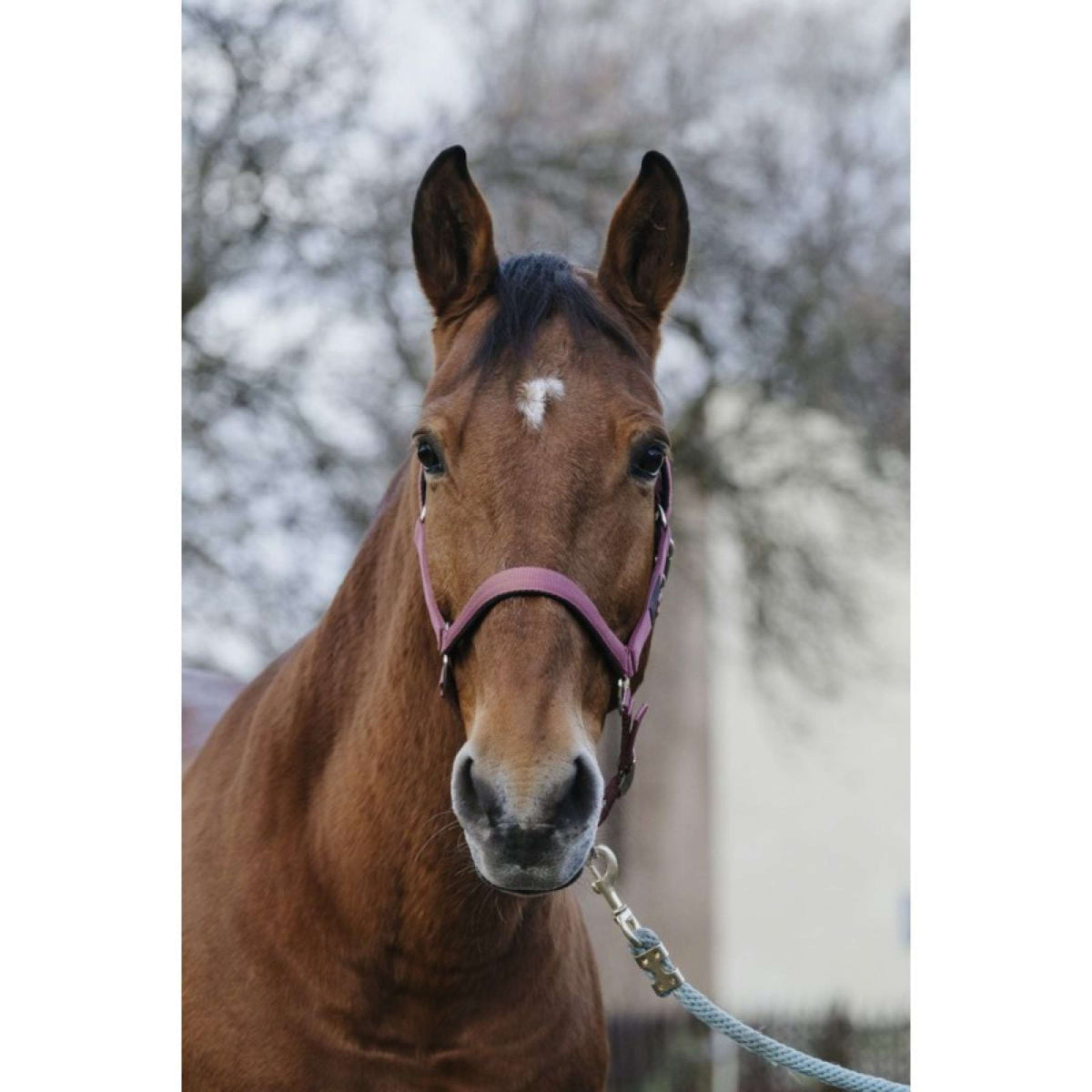 EQUITHÈME Halter Spring Nylon Pink