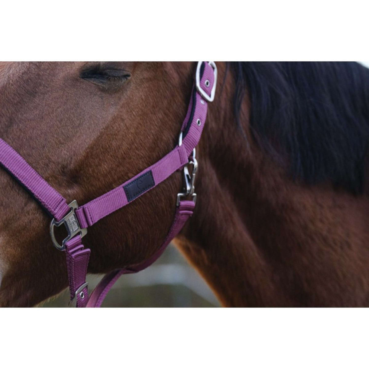 EQUITHÈME Halter Spring Nylon Pink