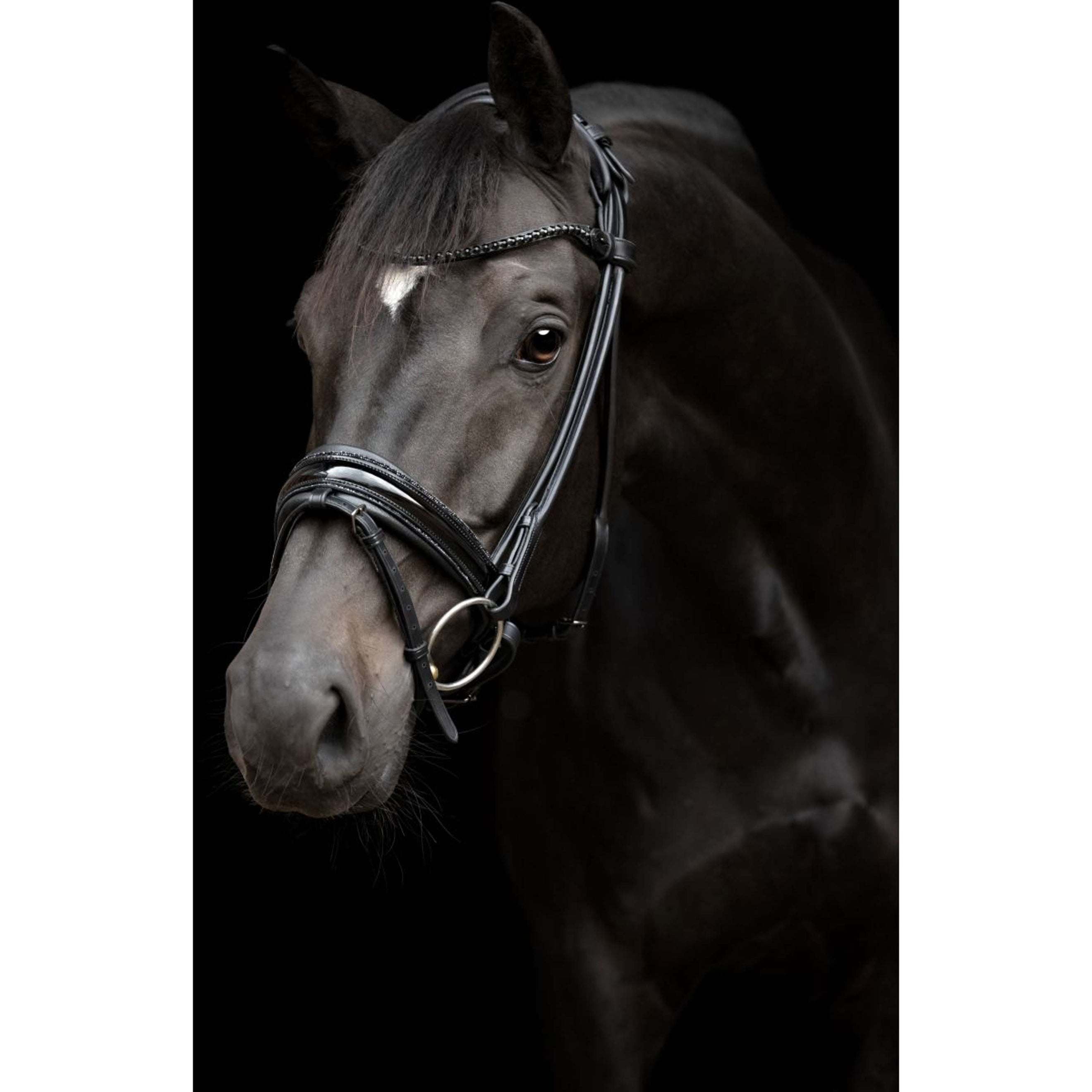 Catago Bridle Nival Black