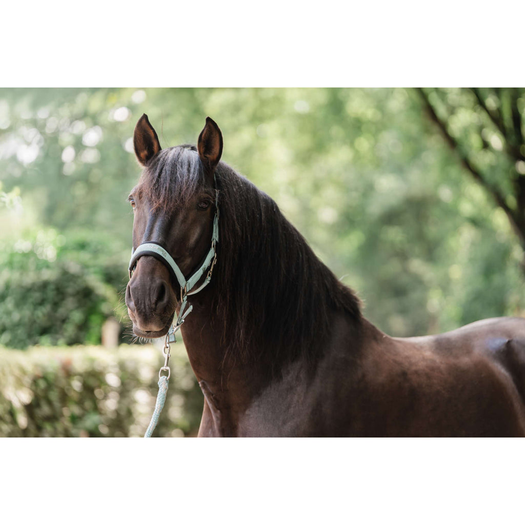 EQPRO Head Collar Set Precious Blue Reef