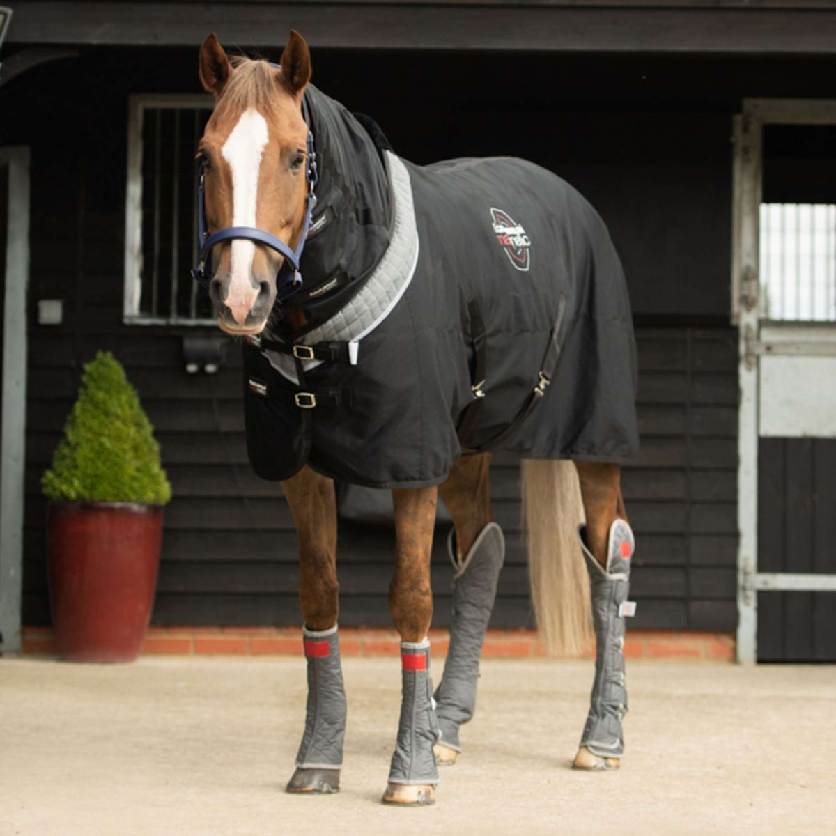 Equilibrium Rug Magnetic Black