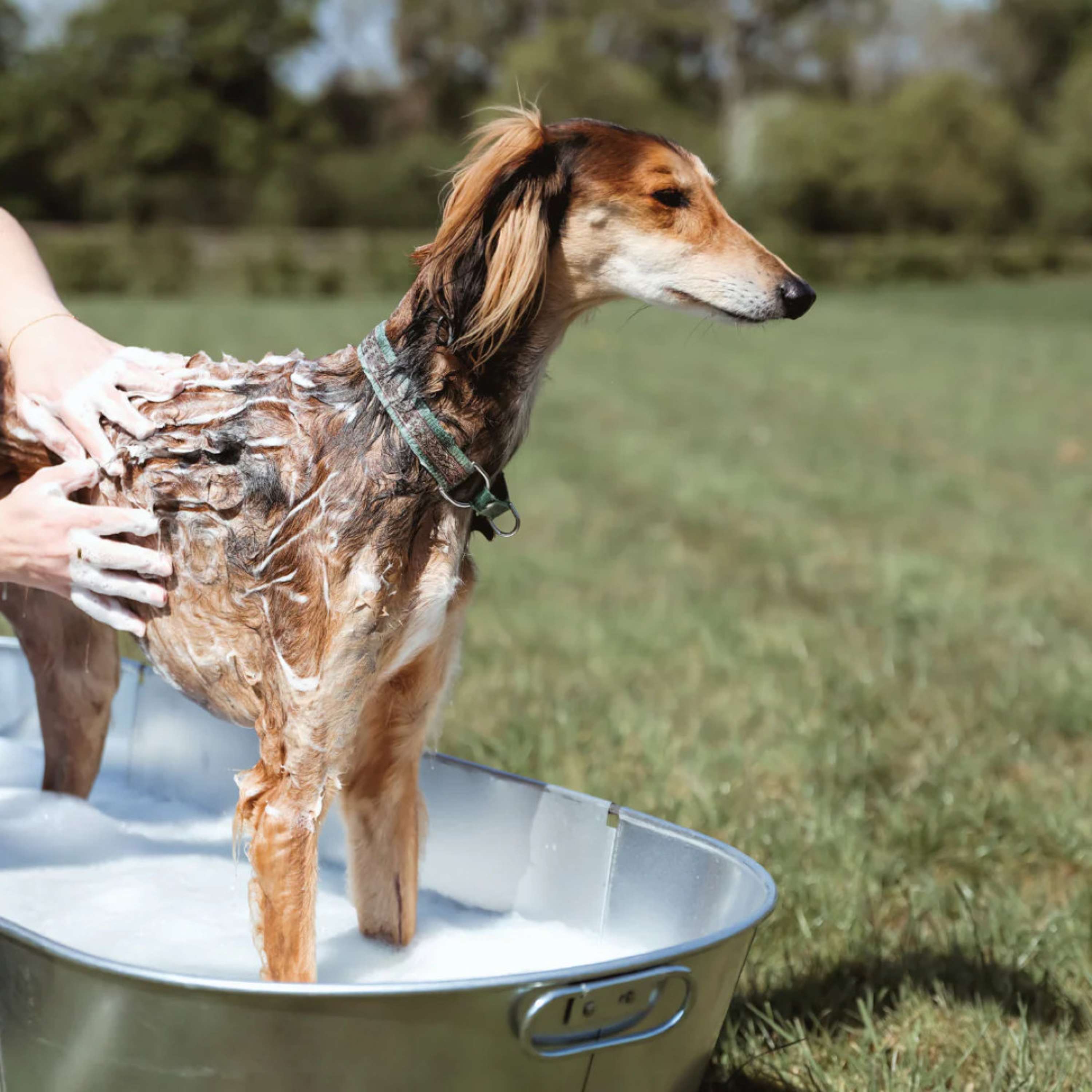 Equine America Shampoo Oat-So-Soothing Natural