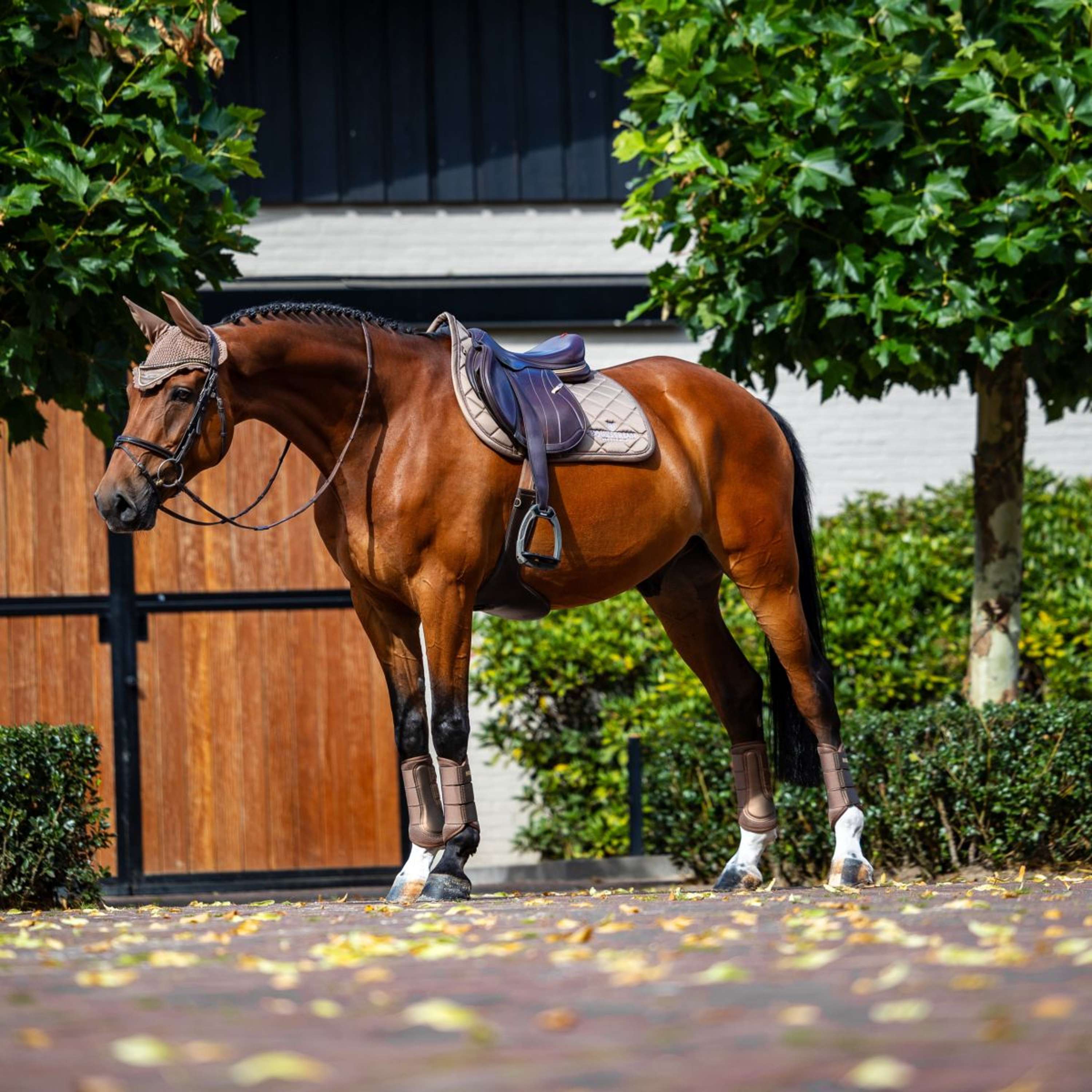 Equestrian Stockholm Saddlepad Line Jumping Champagne