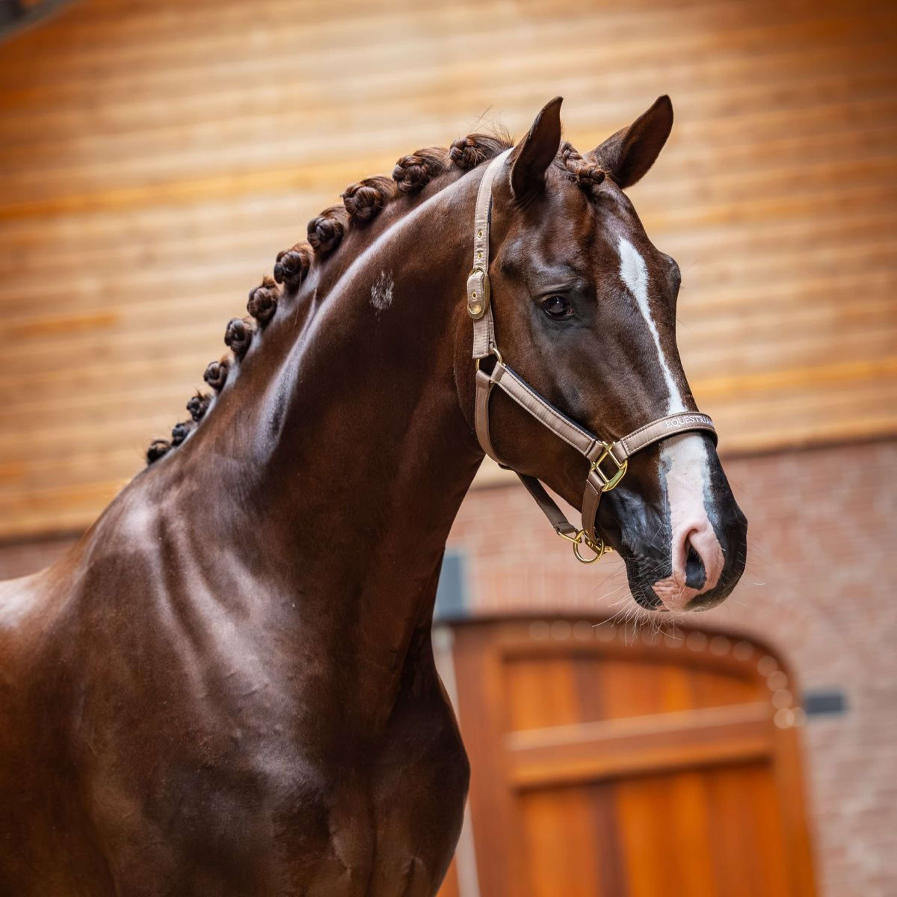 Equestrian Stockholm Halter Line Champagne
