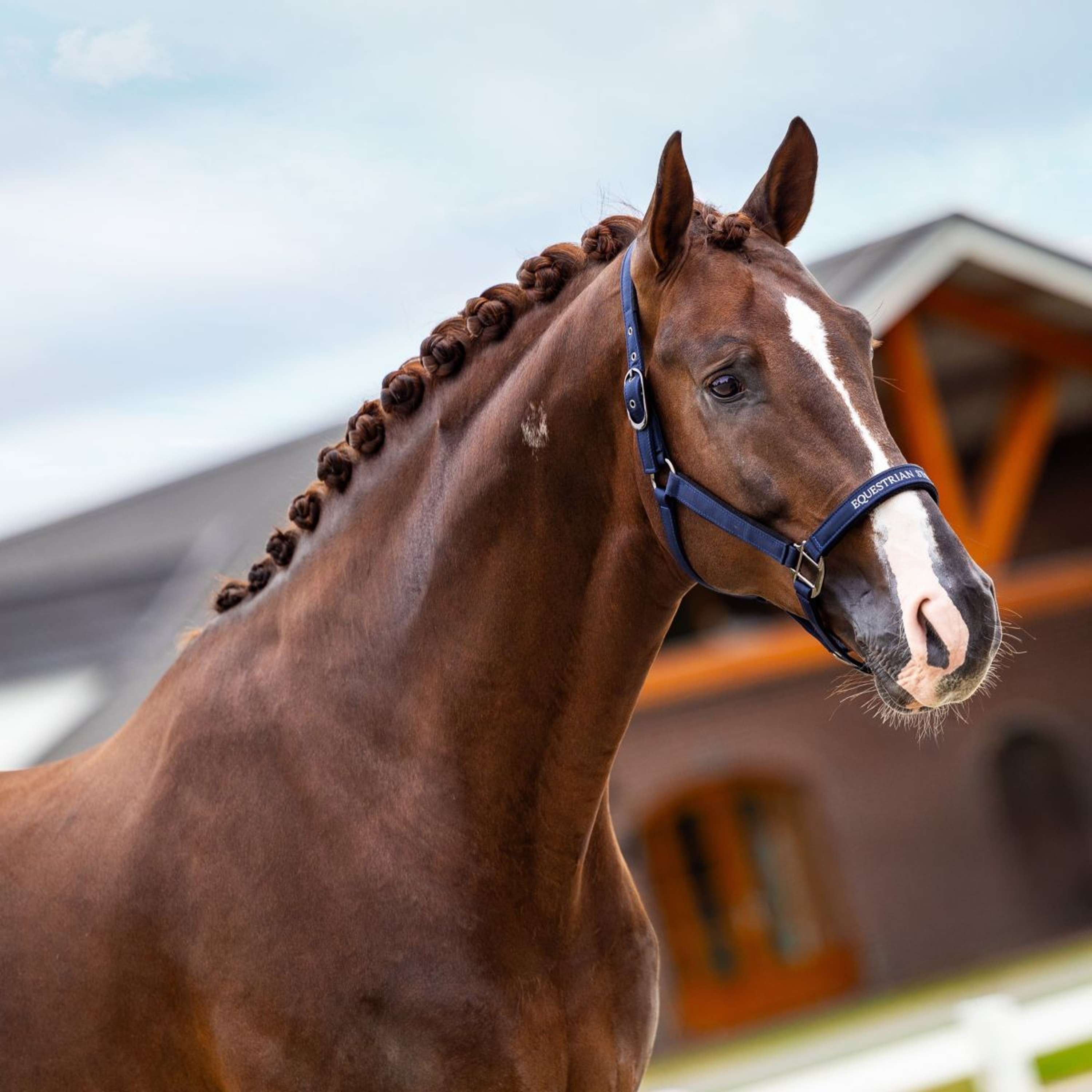 Equestrian Stockholm Halter Line Navy