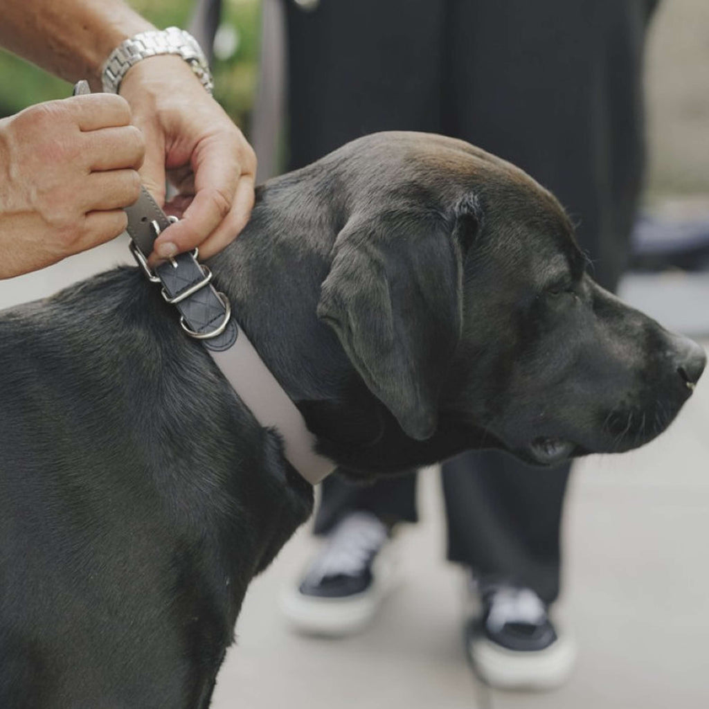 Hunter x Eskadron Dog Collar Spark Taupe