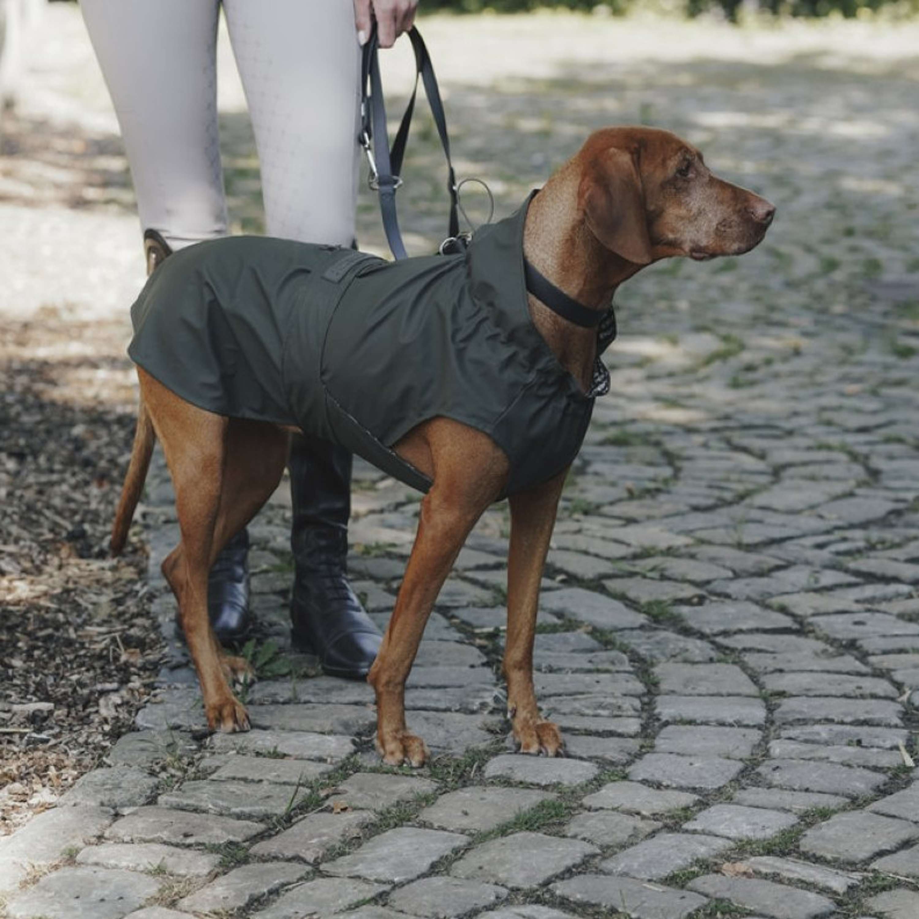 Hunter x Eskadron Dog Raincoat Rainshield Olive