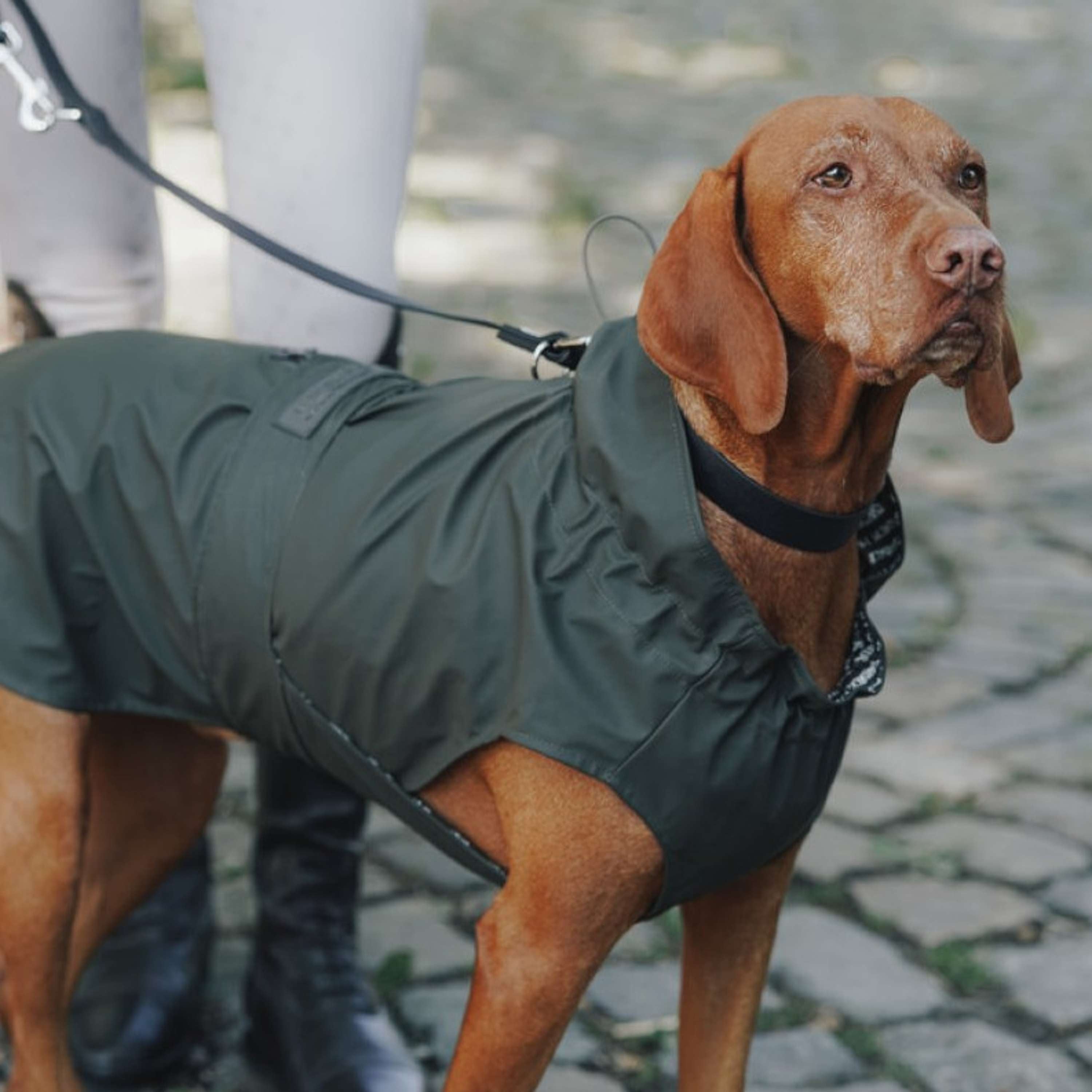 Hunter x Eskadron Dog Raincoat Rainshield Olive