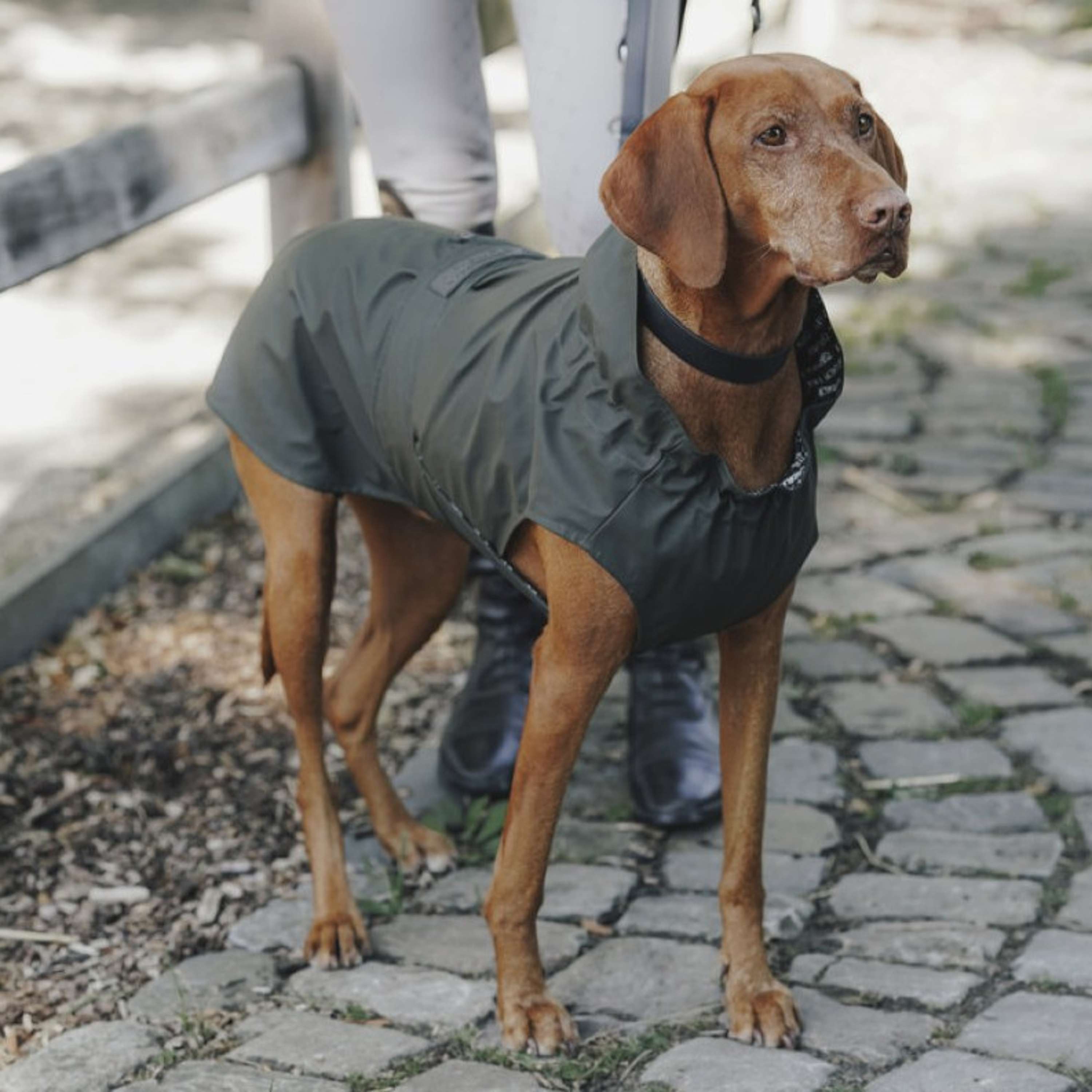 Hunter x Eskadron Dog Raincoat Rainshield Olive