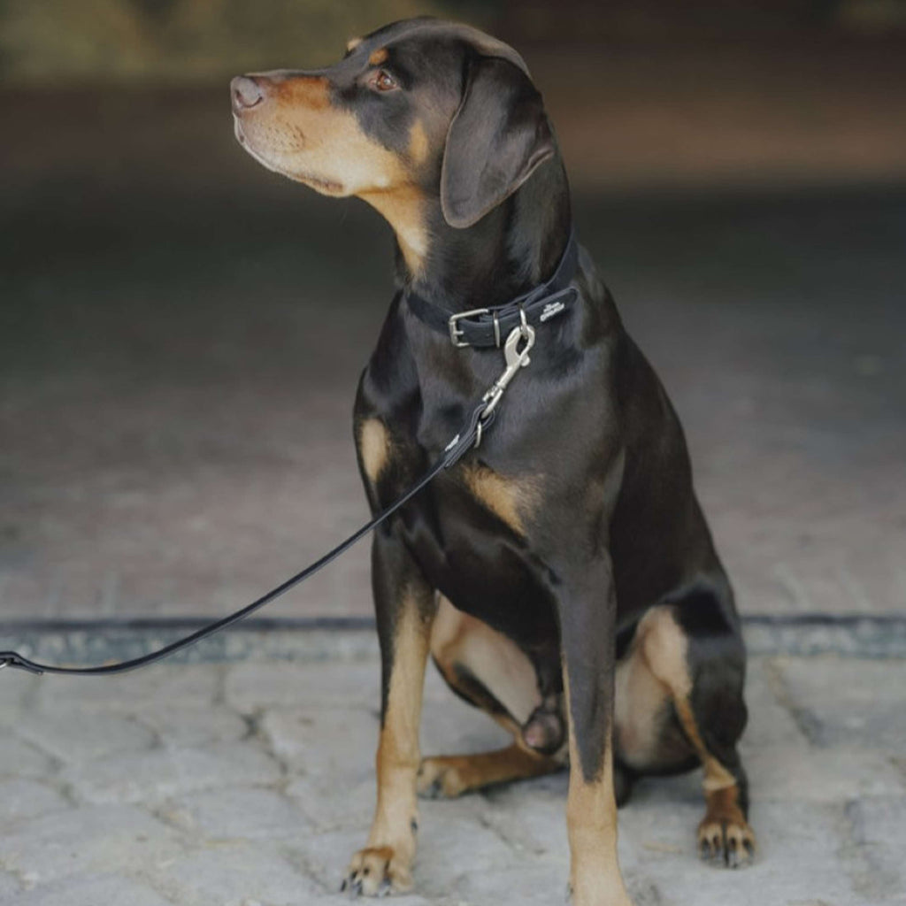 Hunter x Eskadron Dog Collar Spark Black