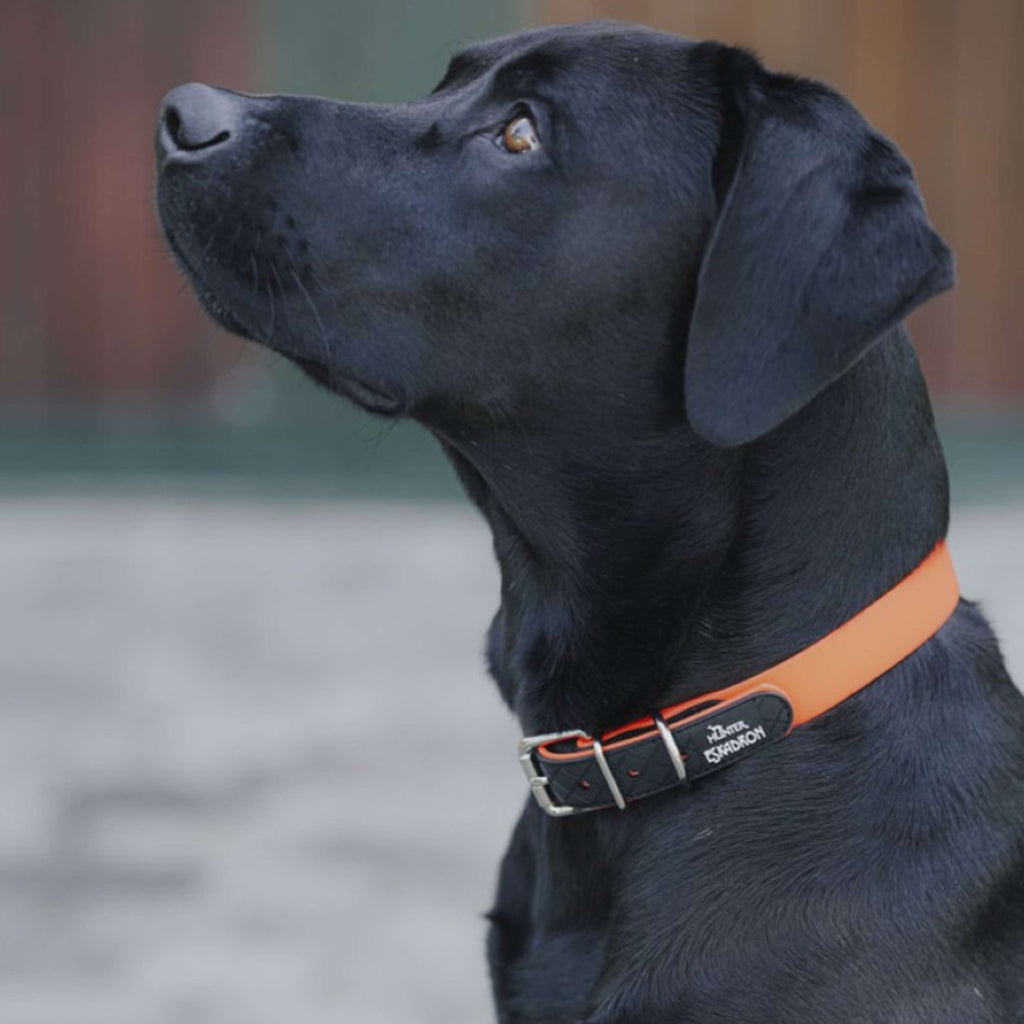 Hunter x Eskadron Dog Collar Spark Neon Orange