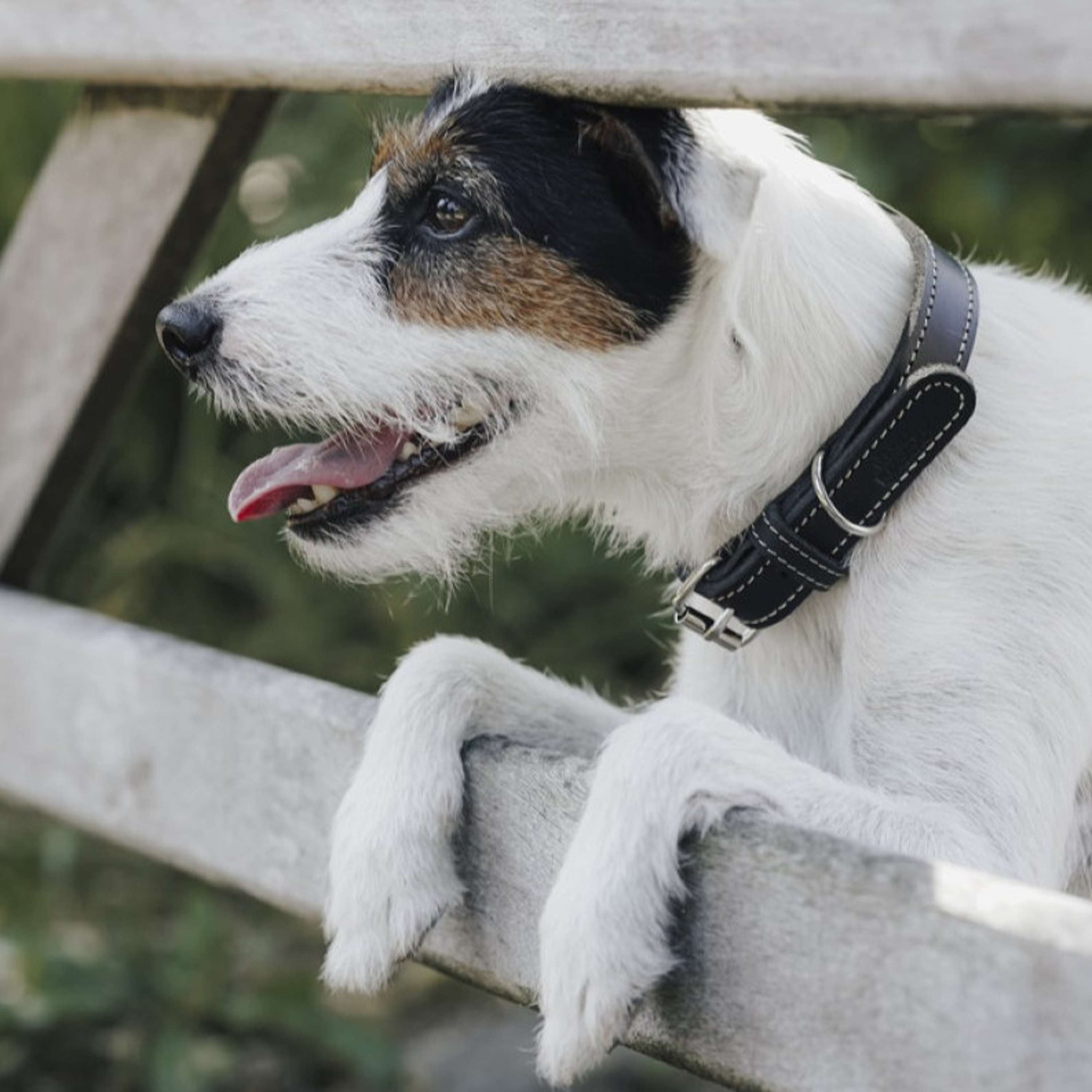 Hunter x Eskadron Dog Collar Craft Black
